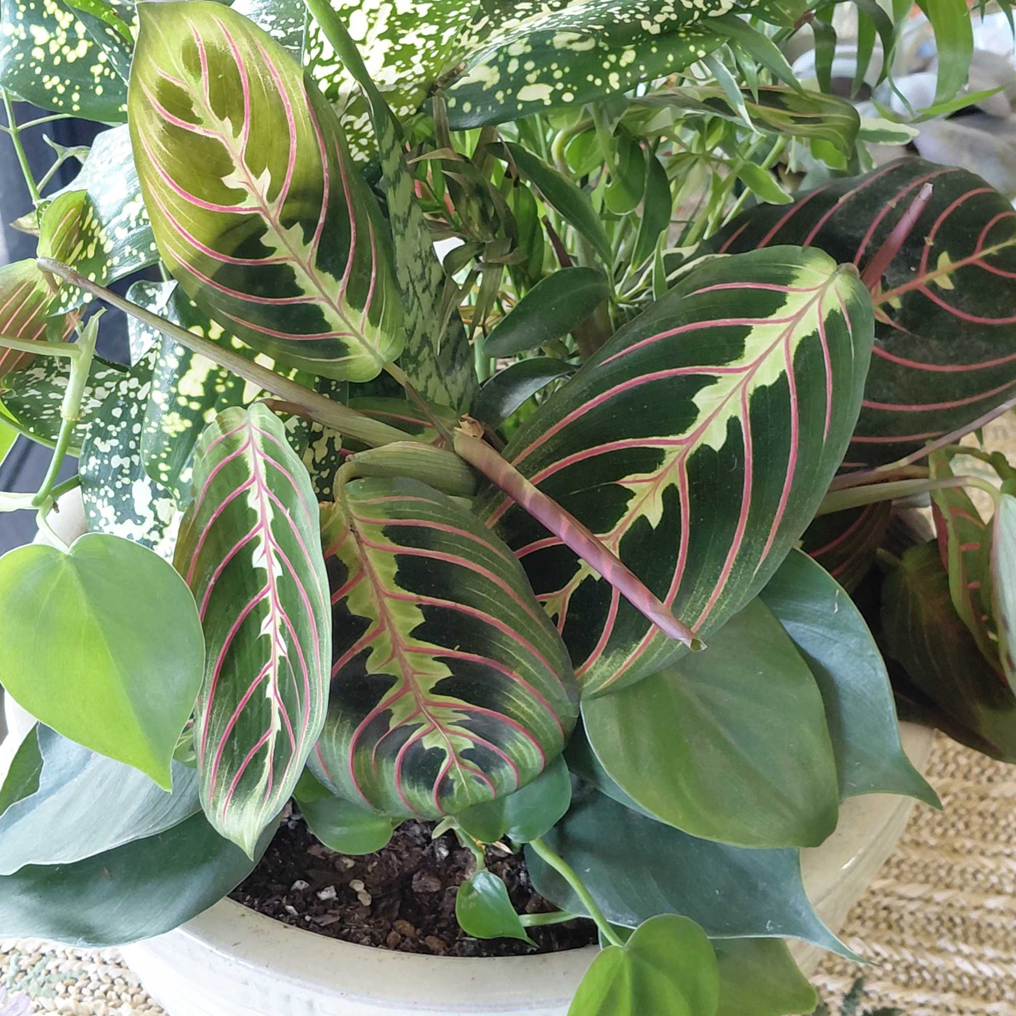 A dish garden is a miniature garden planted in a shallow container