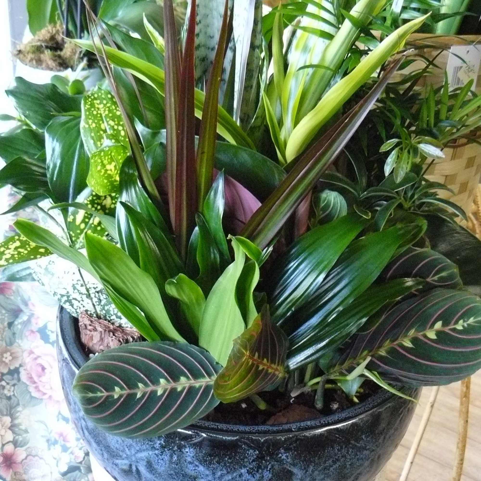 A dish garden is a miniature garden planted in a shallow container