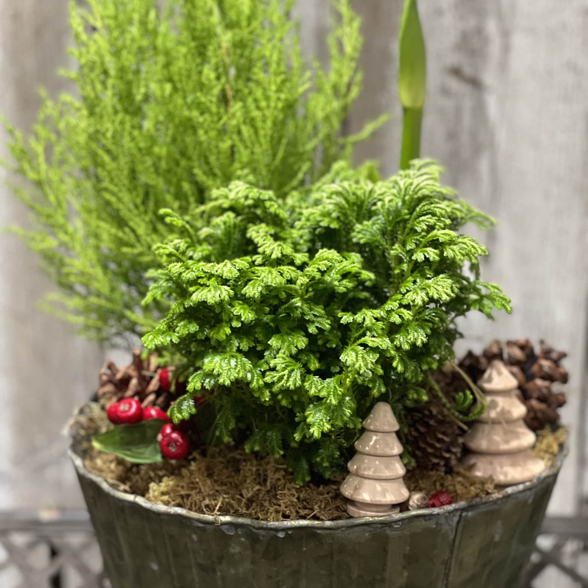 Lemon cypress, frosty fern are joined by an emerging amaryllis. Holiday cactus