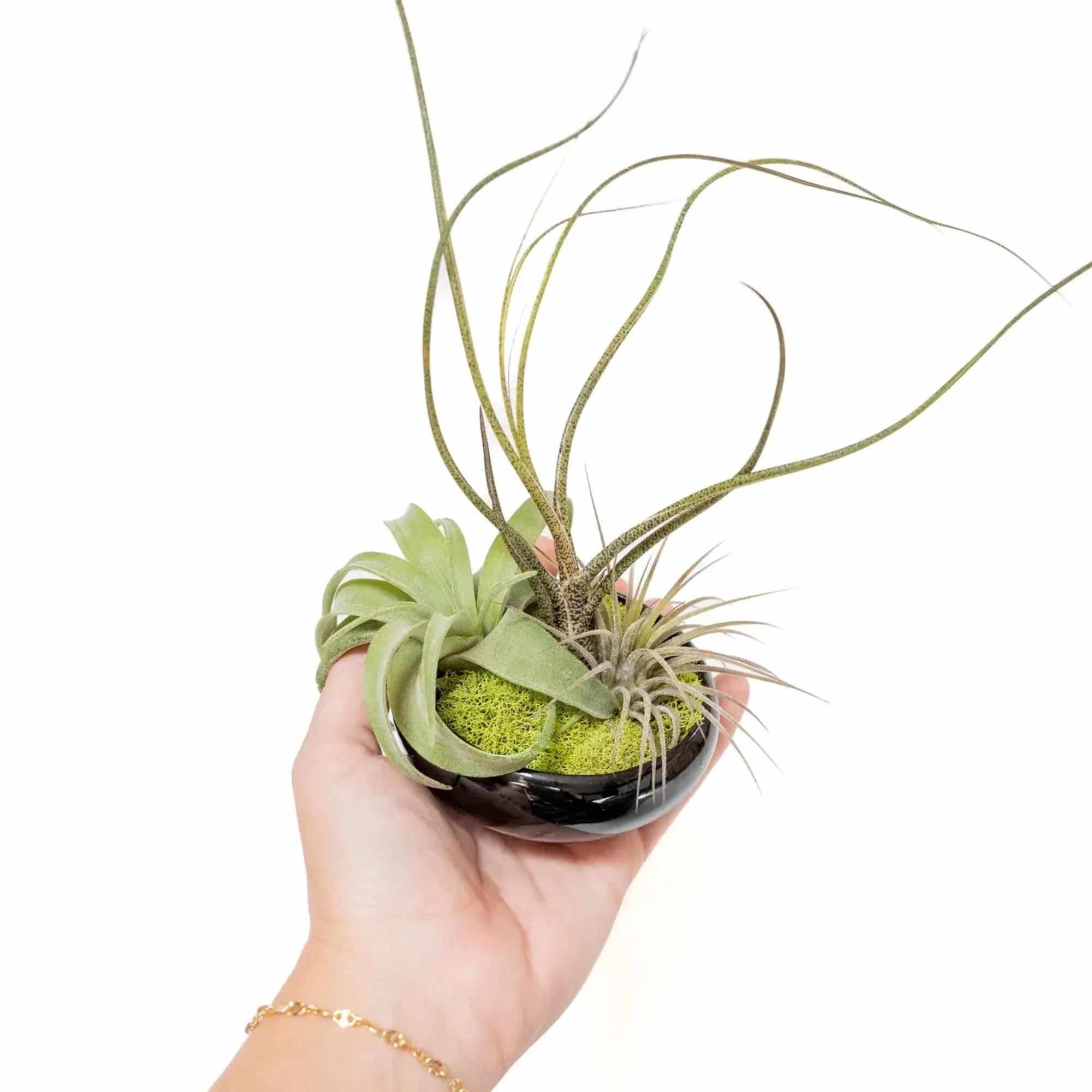 Our fully assembled miniature air plant garden with 3 air plants is