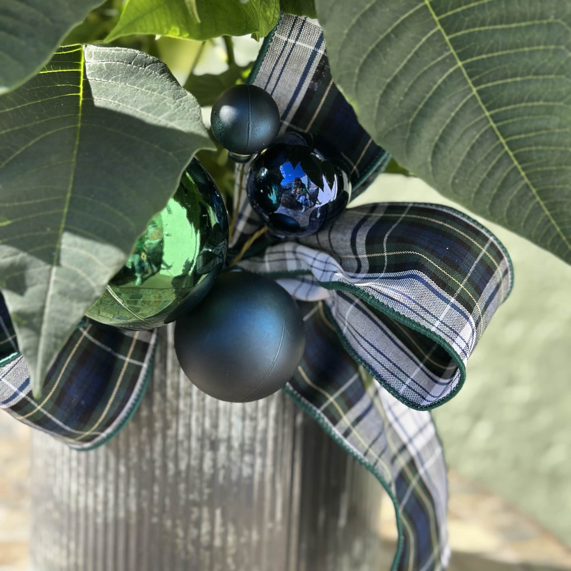 A festive classic with a cheerful twist, this vibrant poinsettia brings instant