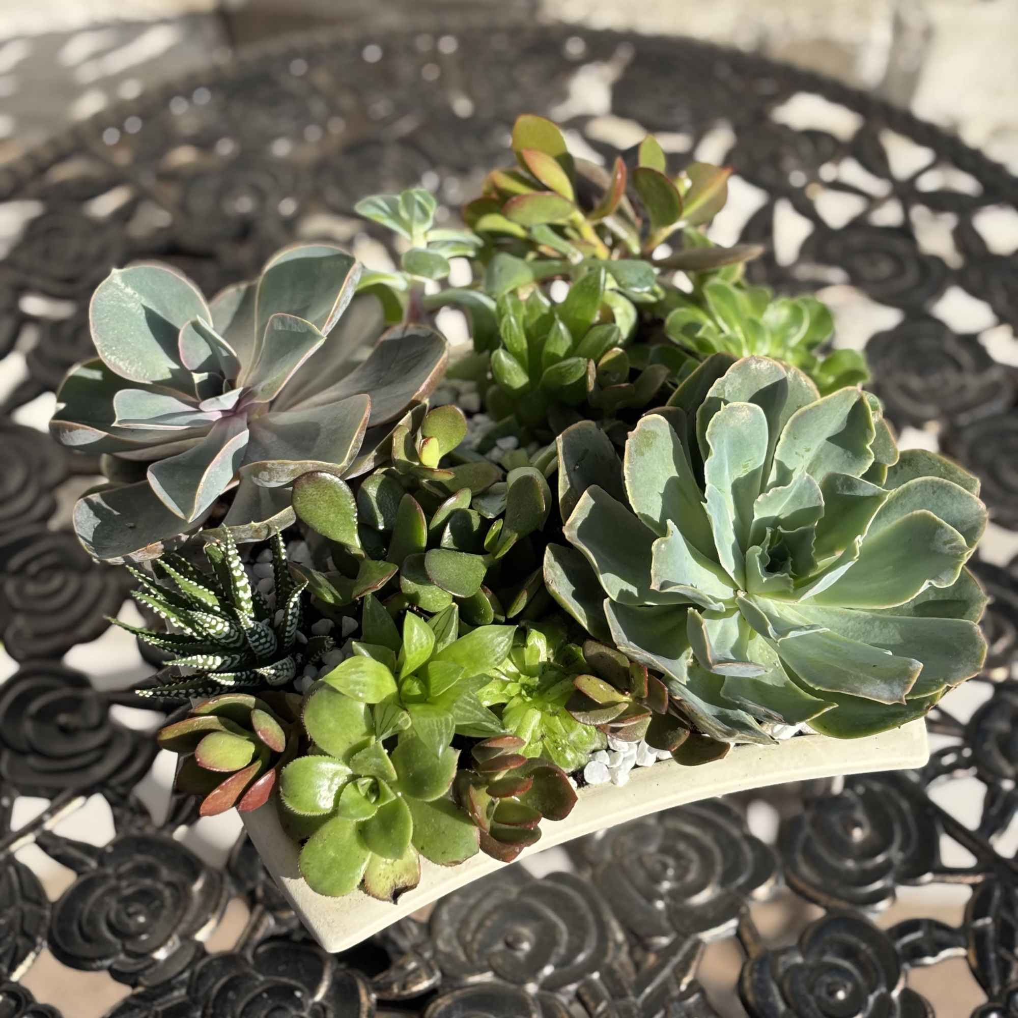 All Succulents may Differ along with container.