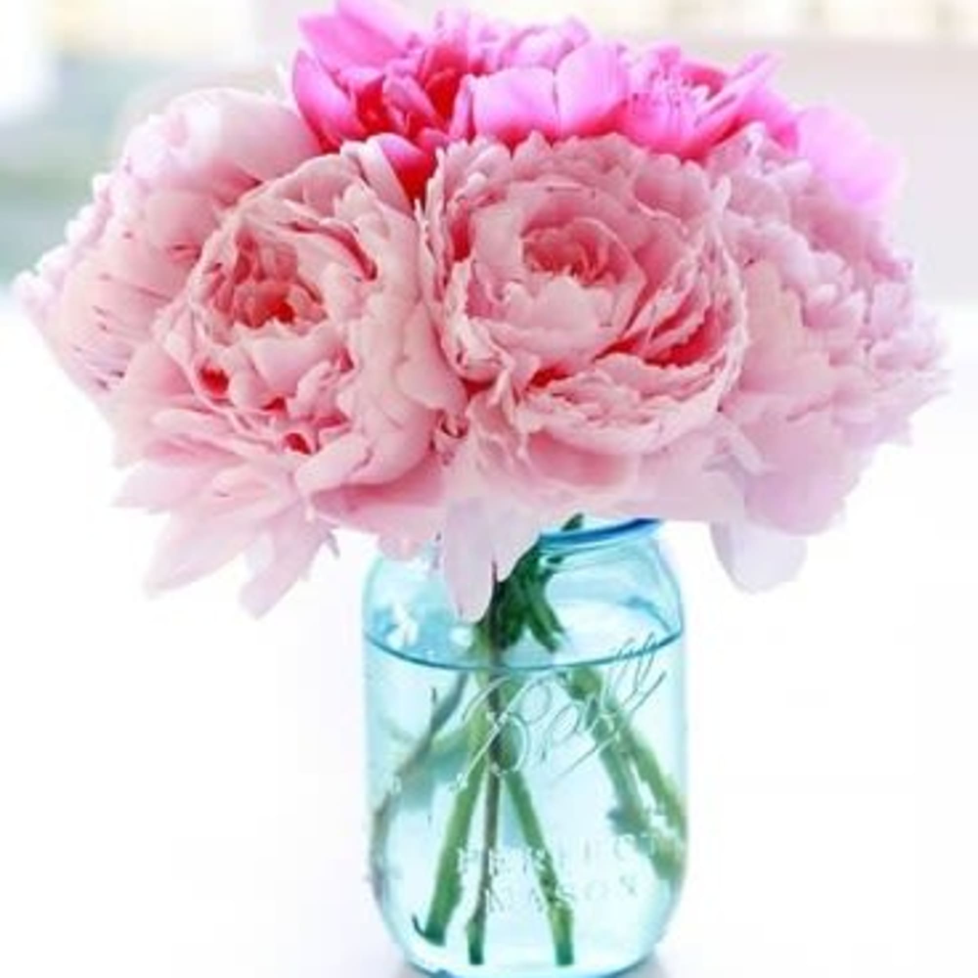 When you want glamour, you want peonies.   And for a
