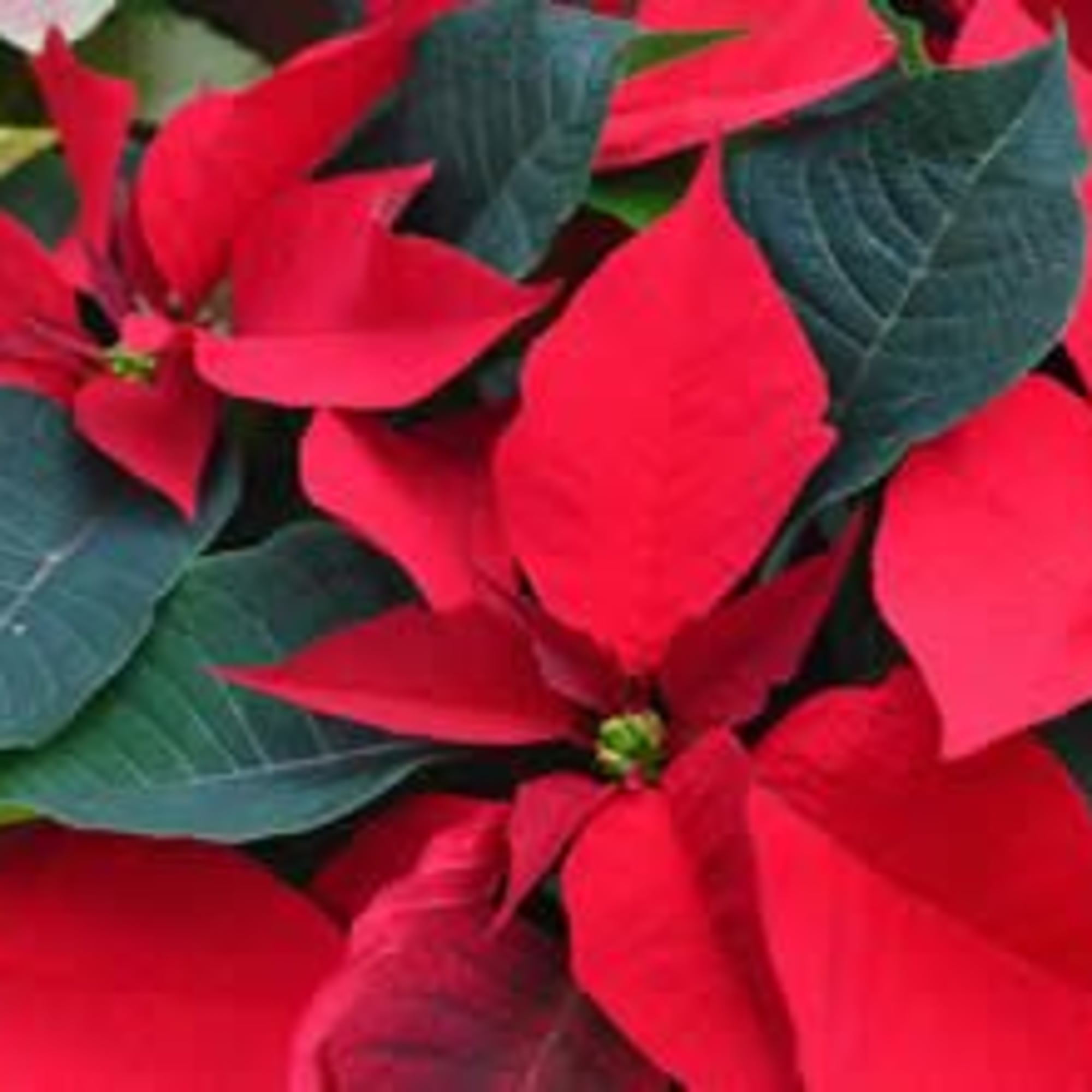 Classic Holiday Poinsettia 
Bring timeless holiday beauty into your home with our