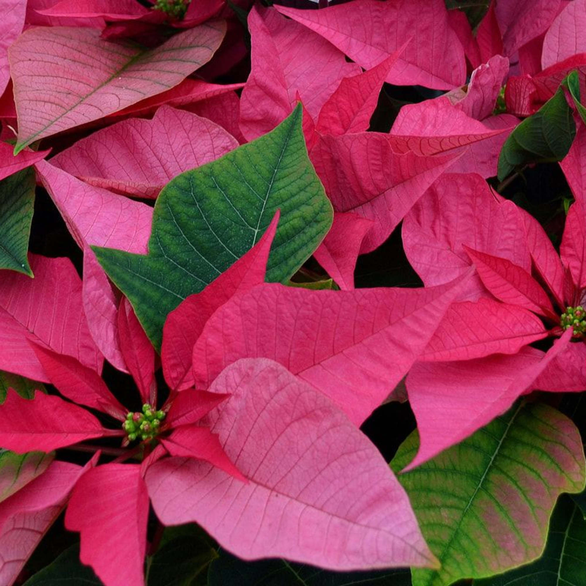 Classic Holiday Poinsettia 
Bring timeless holiday beauty into your home with our