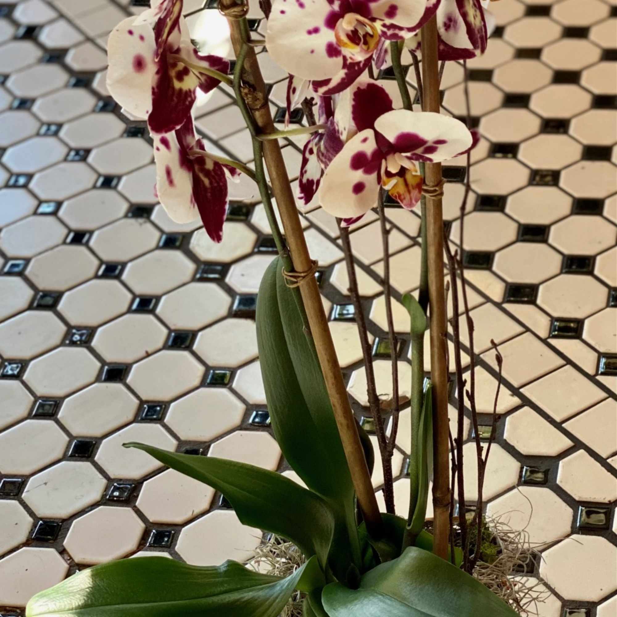 Beautifully presented with an armature of bamboo and birch, in a lovely