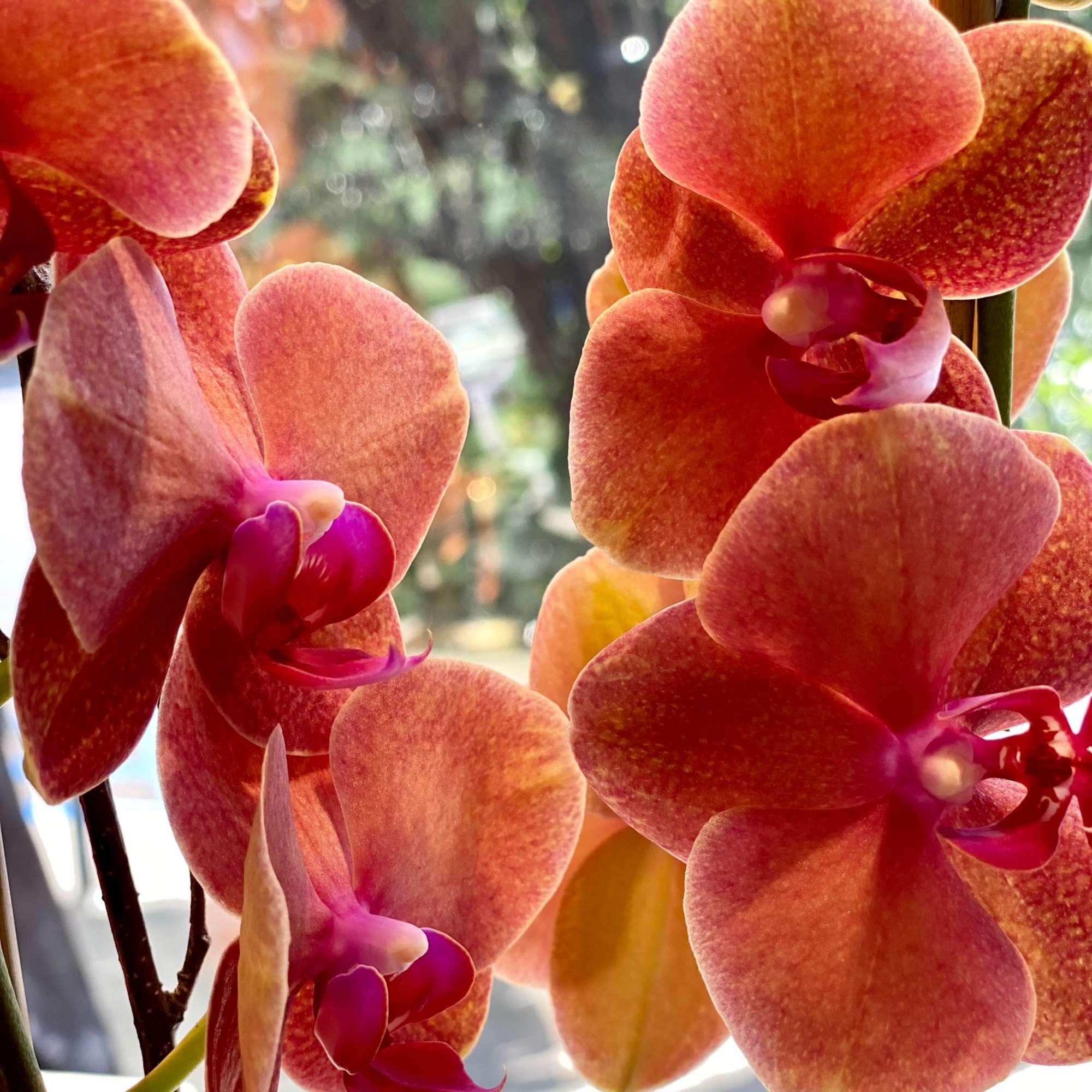 Beautifully presented with an armature of bamboo and birch, in a lovely