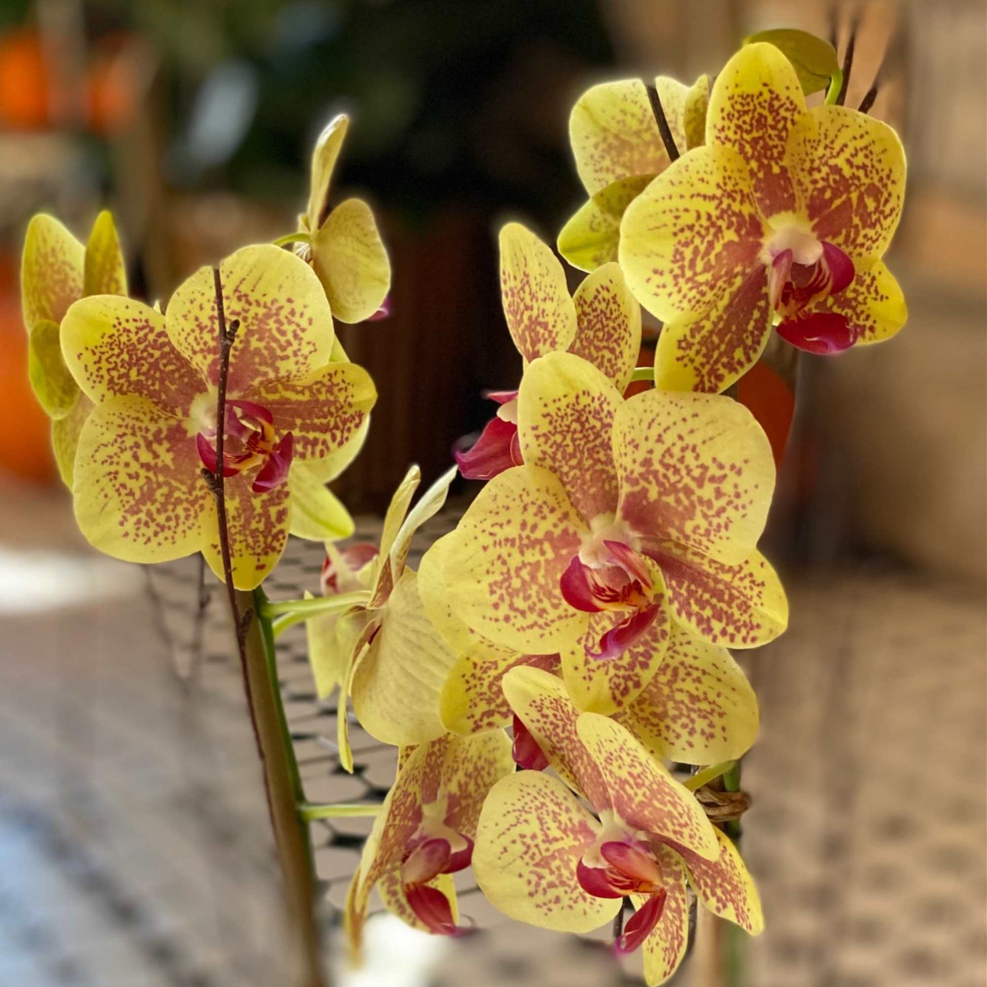 Beautifully presented with an armature of bamboo and birch, in a lovely