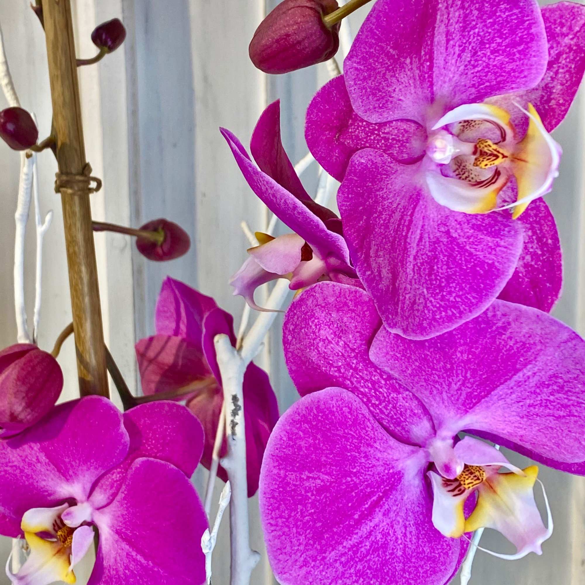 Beautifully presented with an armature of bamboo and birch, in a lovely