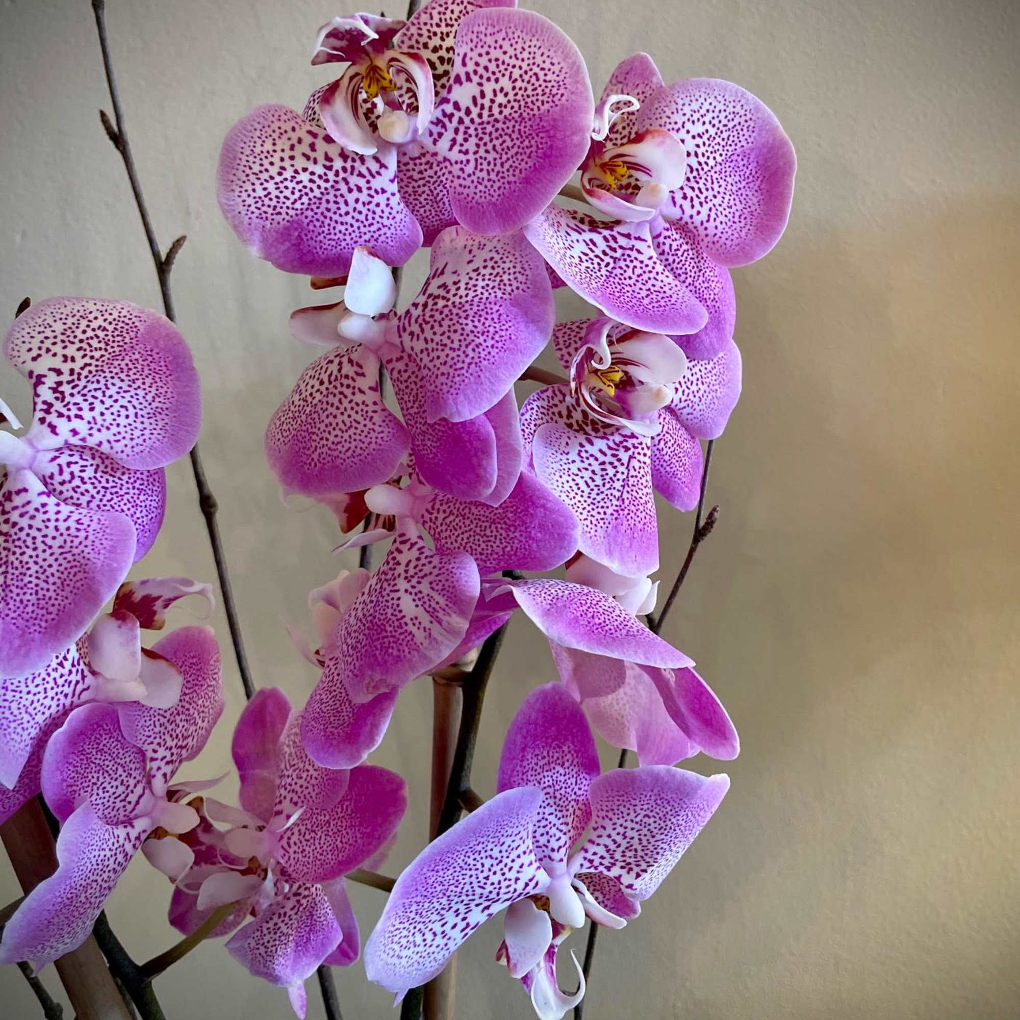 Beautifully presented with an armature of bamboo and birch, in a lovely