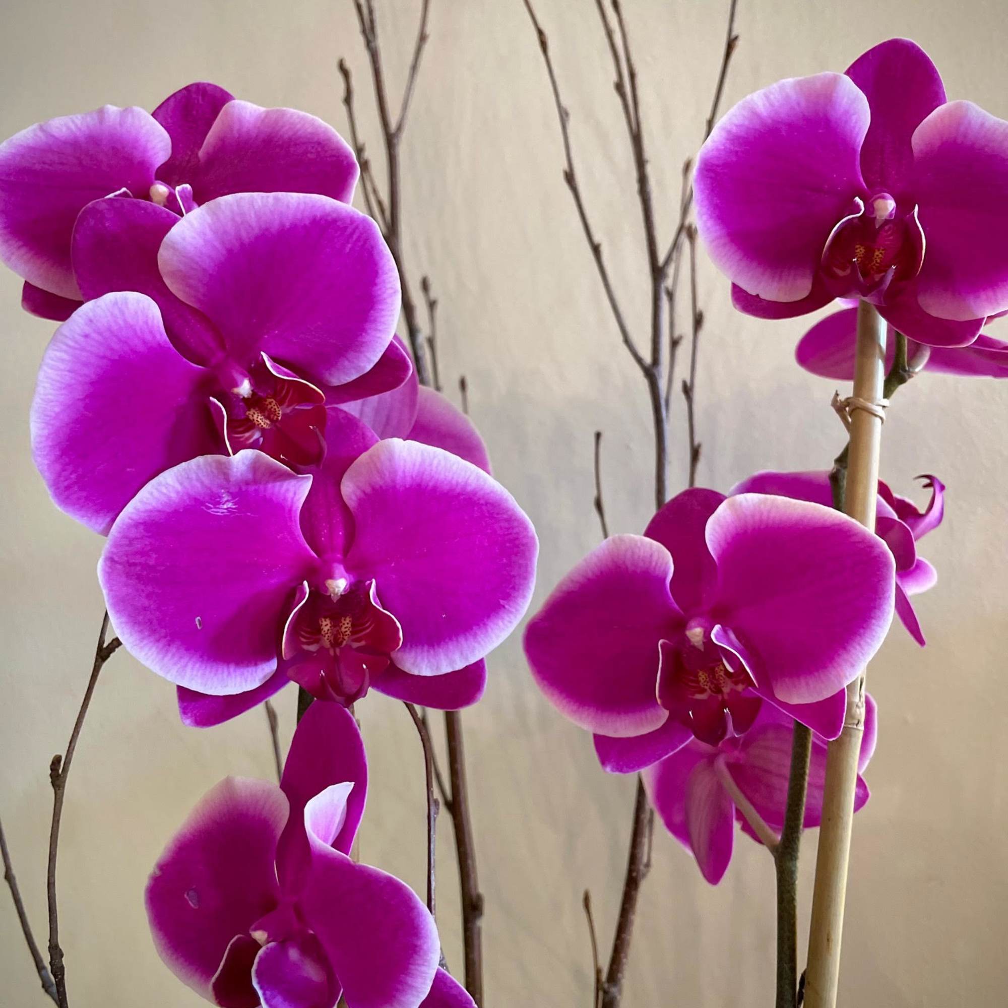 Beautifully presented with an armature of bamboo and birch, in a lovely