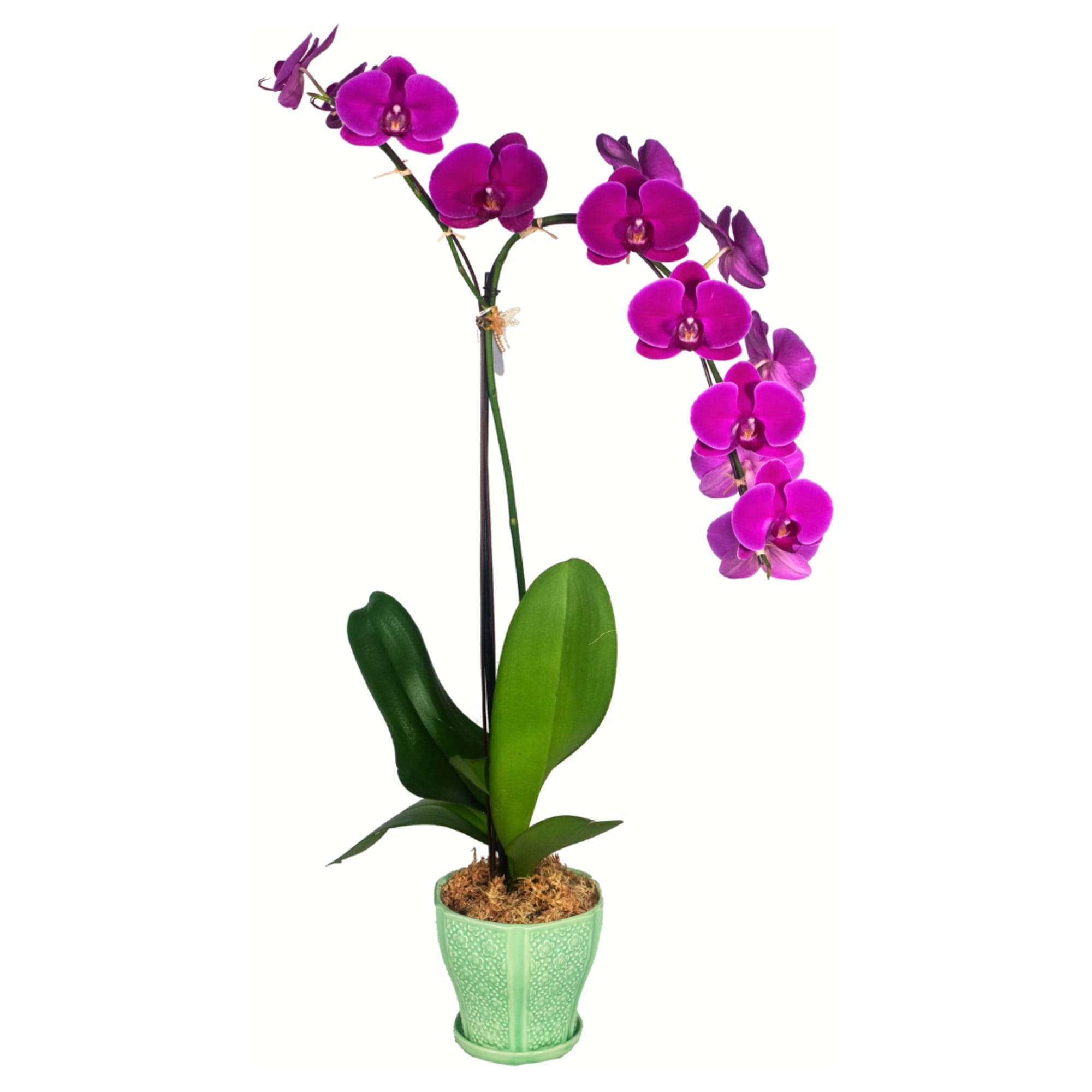 Bring a touch of the Waianae coast into your home or office