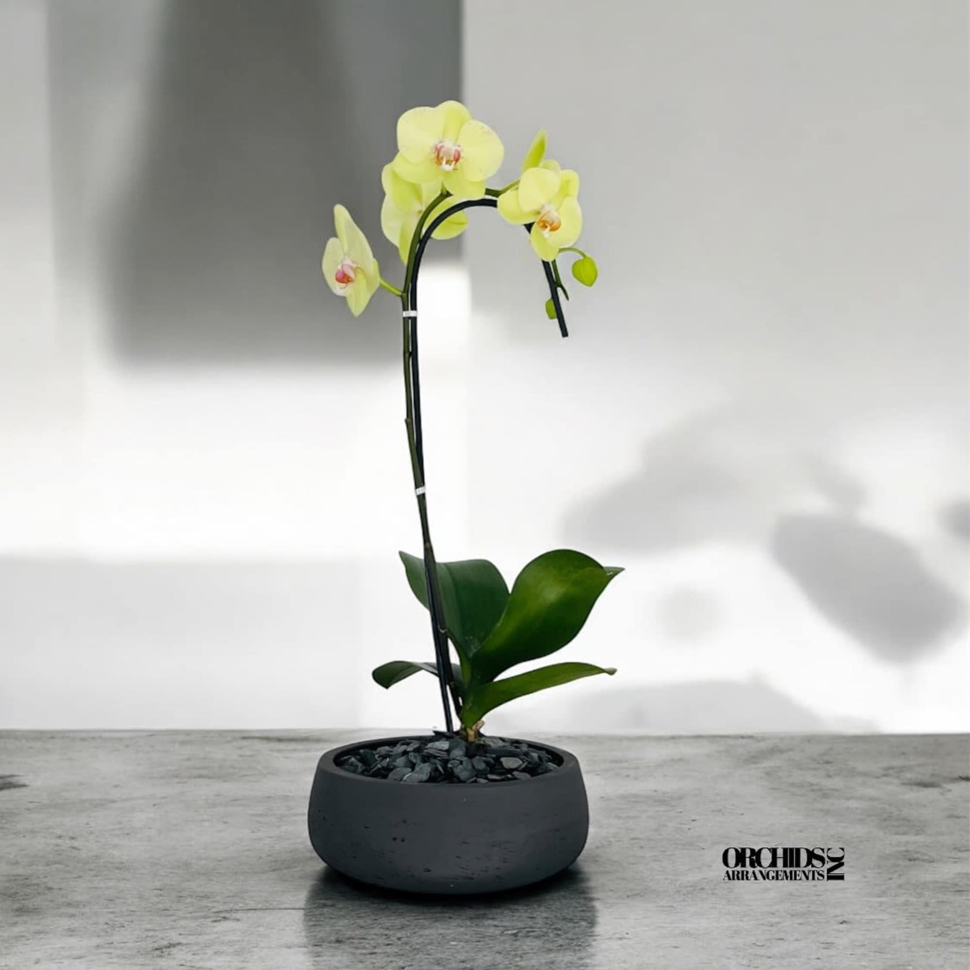A high quality Single yellow orchid flower with a vase 8.5&quot; D