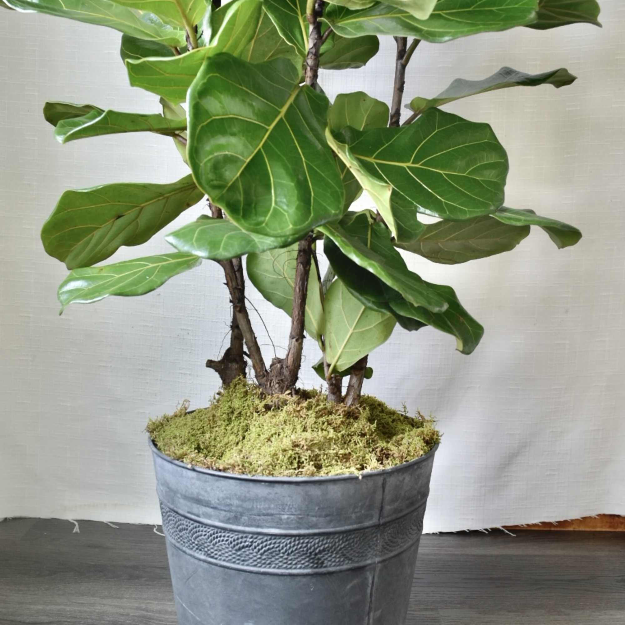 The Fiddle Leaf Fig is a tropical broad leaf tree. It&rsquo;s perfect