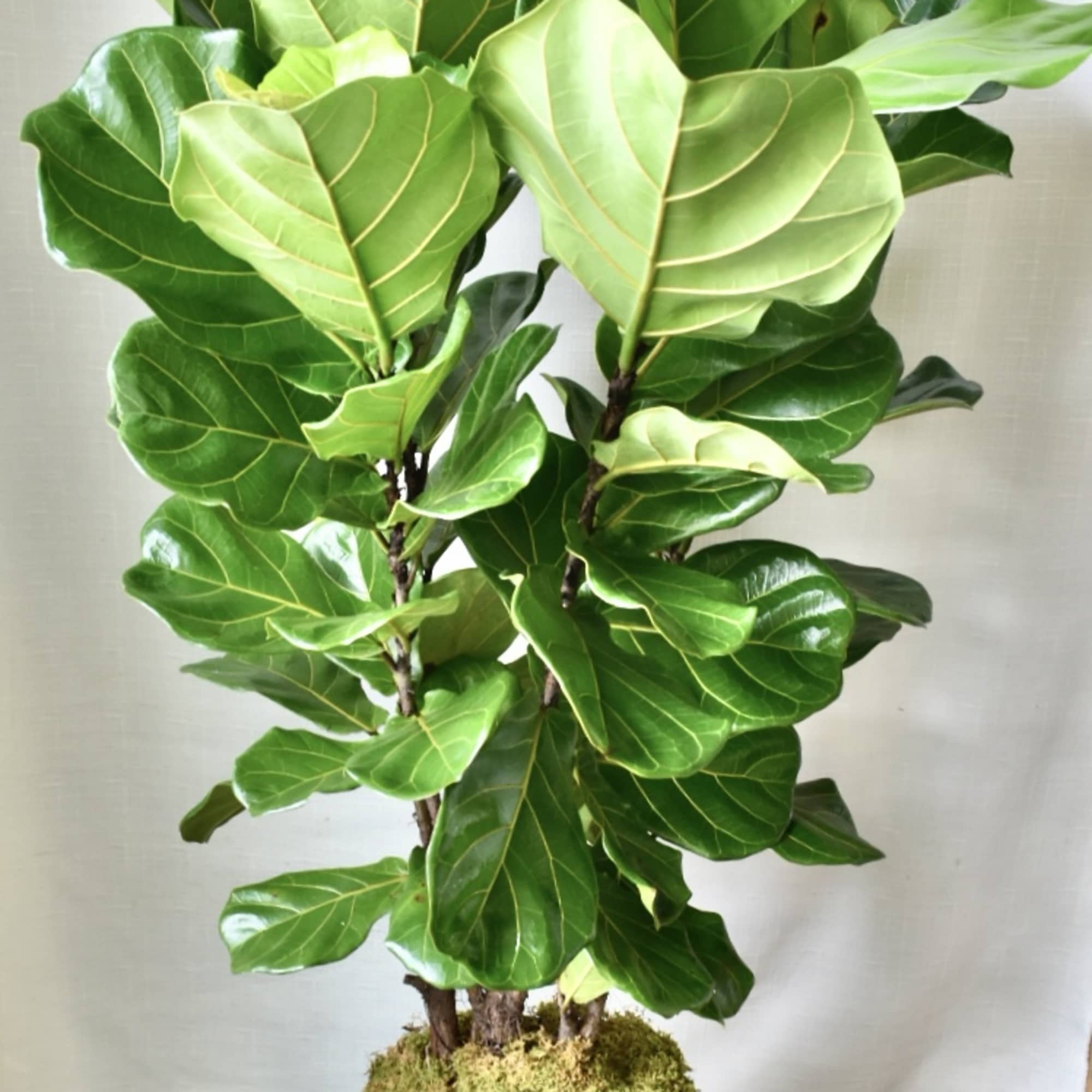 The Fiddle Leaf Fig is a tropical broad leaf tree. It&rsquo;s perfect