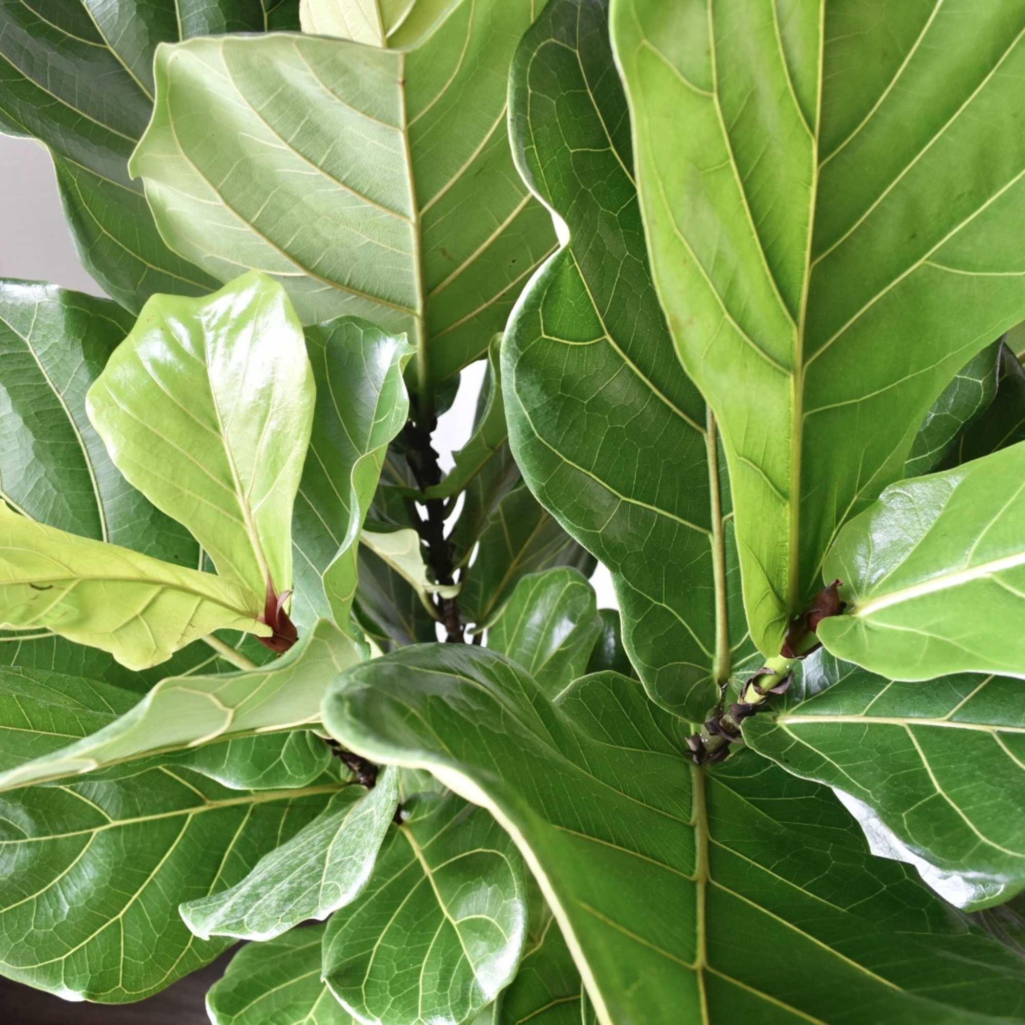The Fiddle Leaf Fig is a tropical broad leaf tree. It&rsquo;s perfect