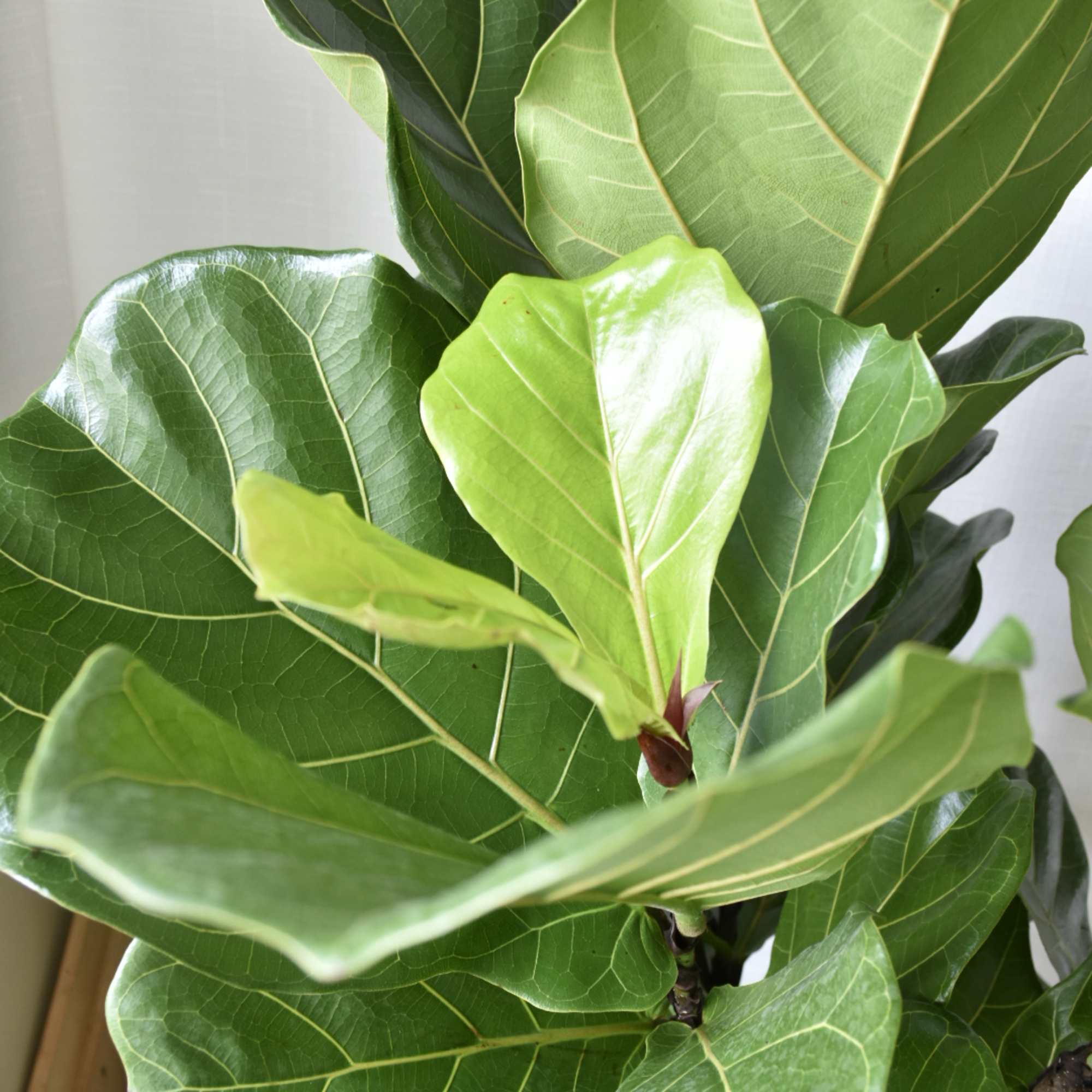 The Fiddle Leaf Fig is a tropical broad leaf tree. It&rsquo;s perfect