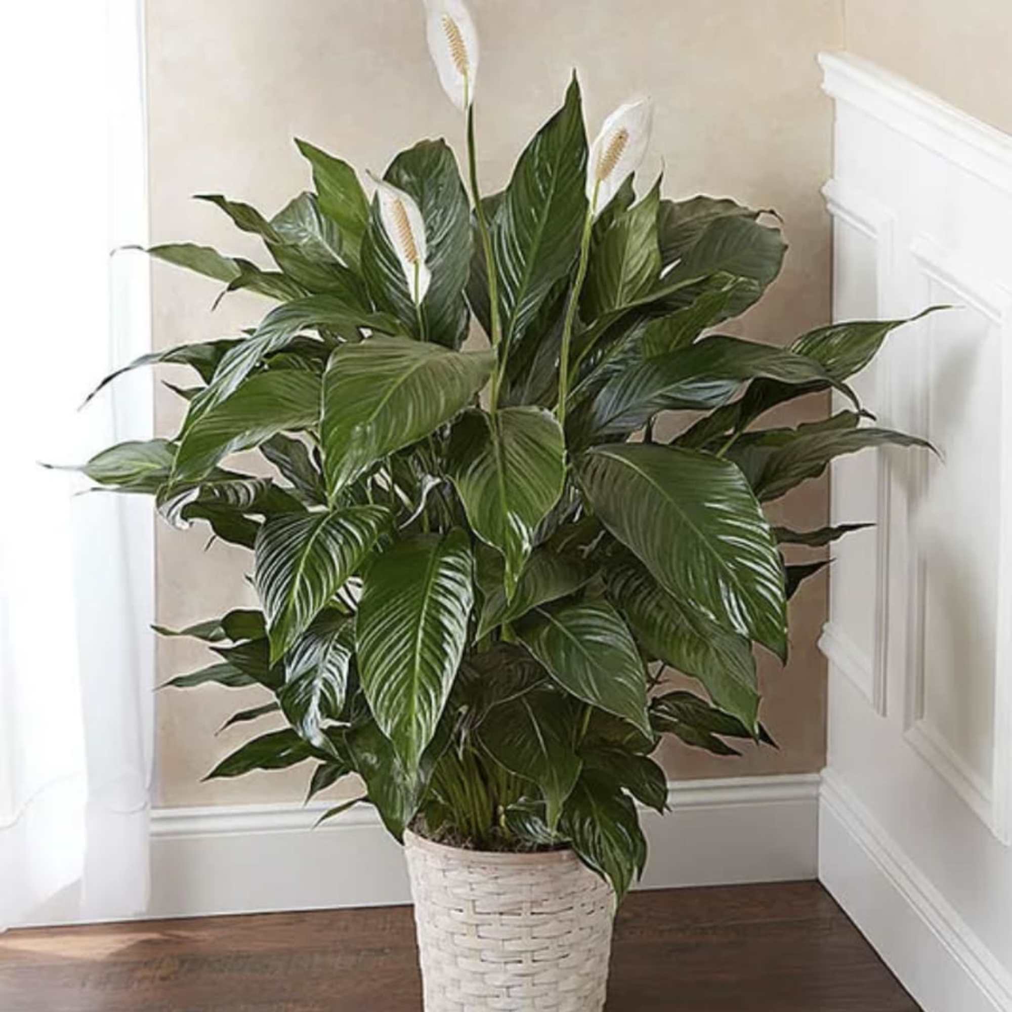 Also known as the "peace lily," the serene Spathiphyllum plant is a