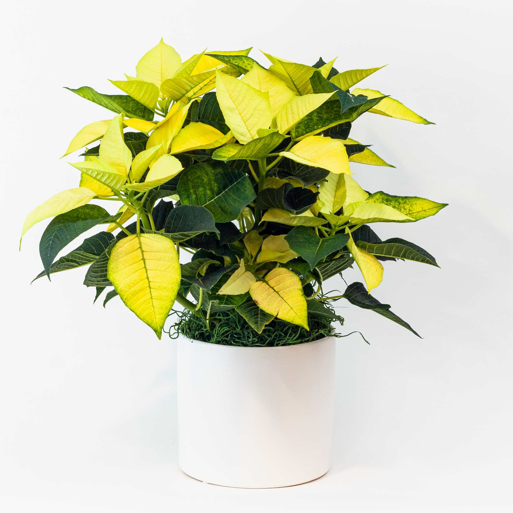 Pure Christmas. The most festive plant to deliver for Christmas, our beautiful