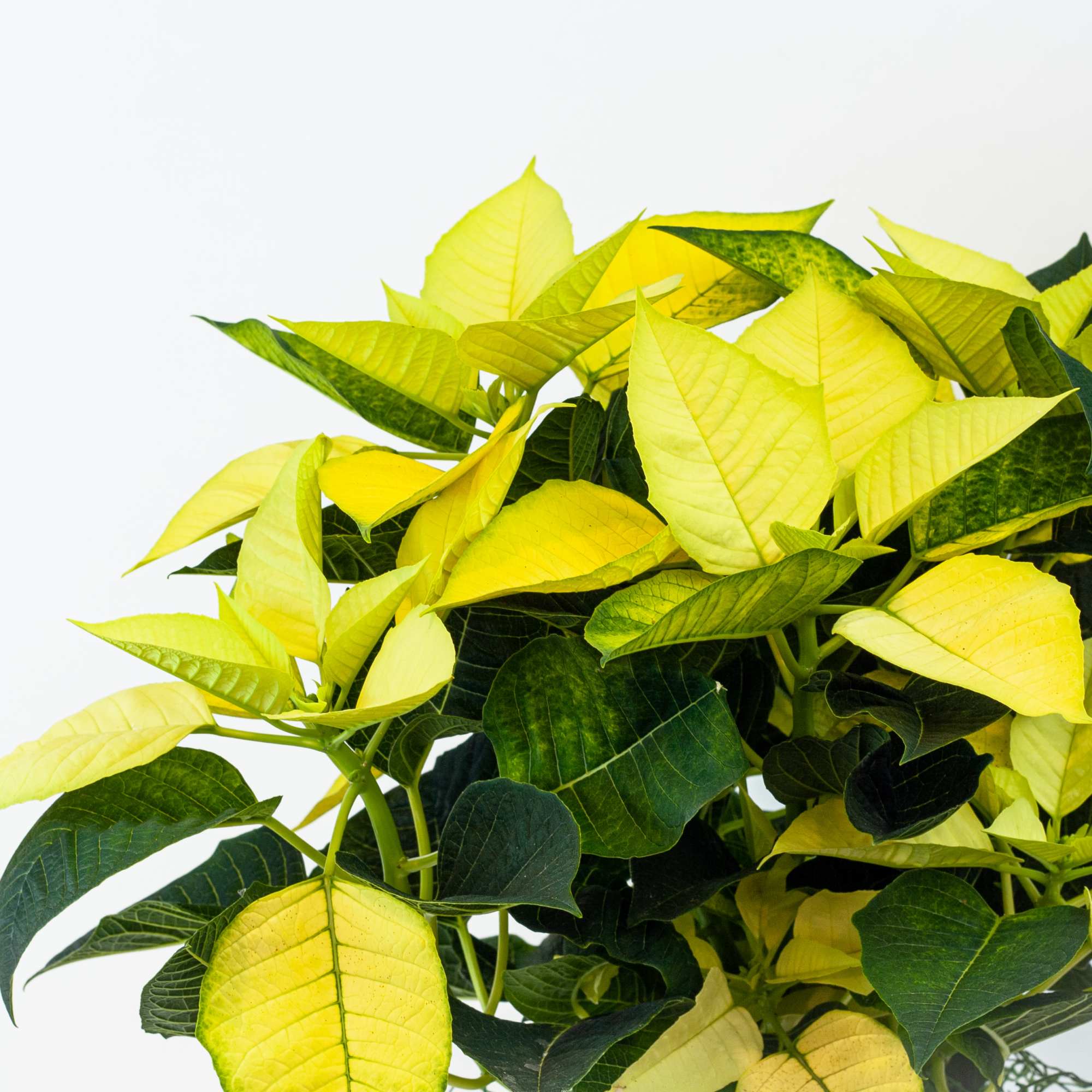 Pure Christmas. The most festive plant to deliver for Christmas, our beautiful