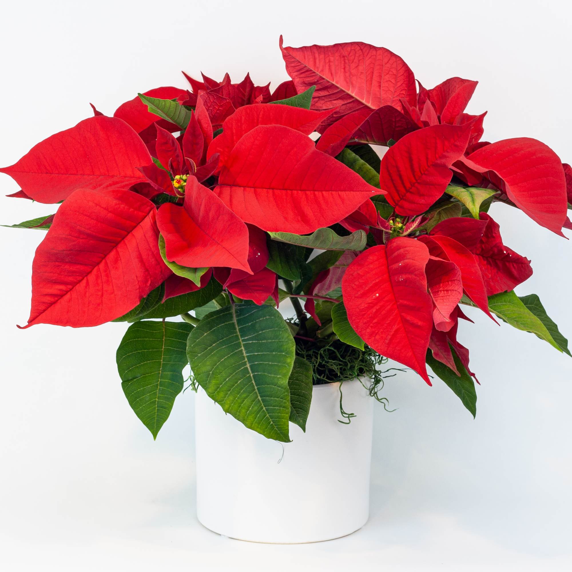 RED POINSETTIA PLANT IN WHITE CERAMIC POT
Pure Christmas. The most festive plant