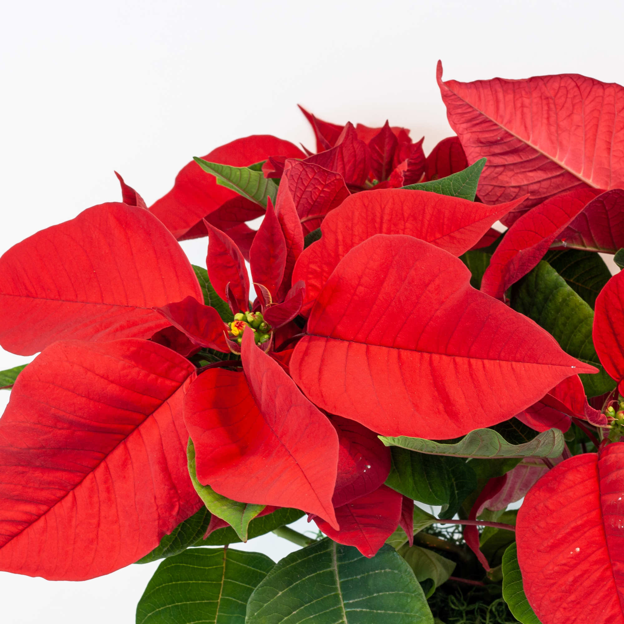 RED POINSETTIA PLANT IN WHITE CERAMIC POT
Pure Christmas. The most festive plant