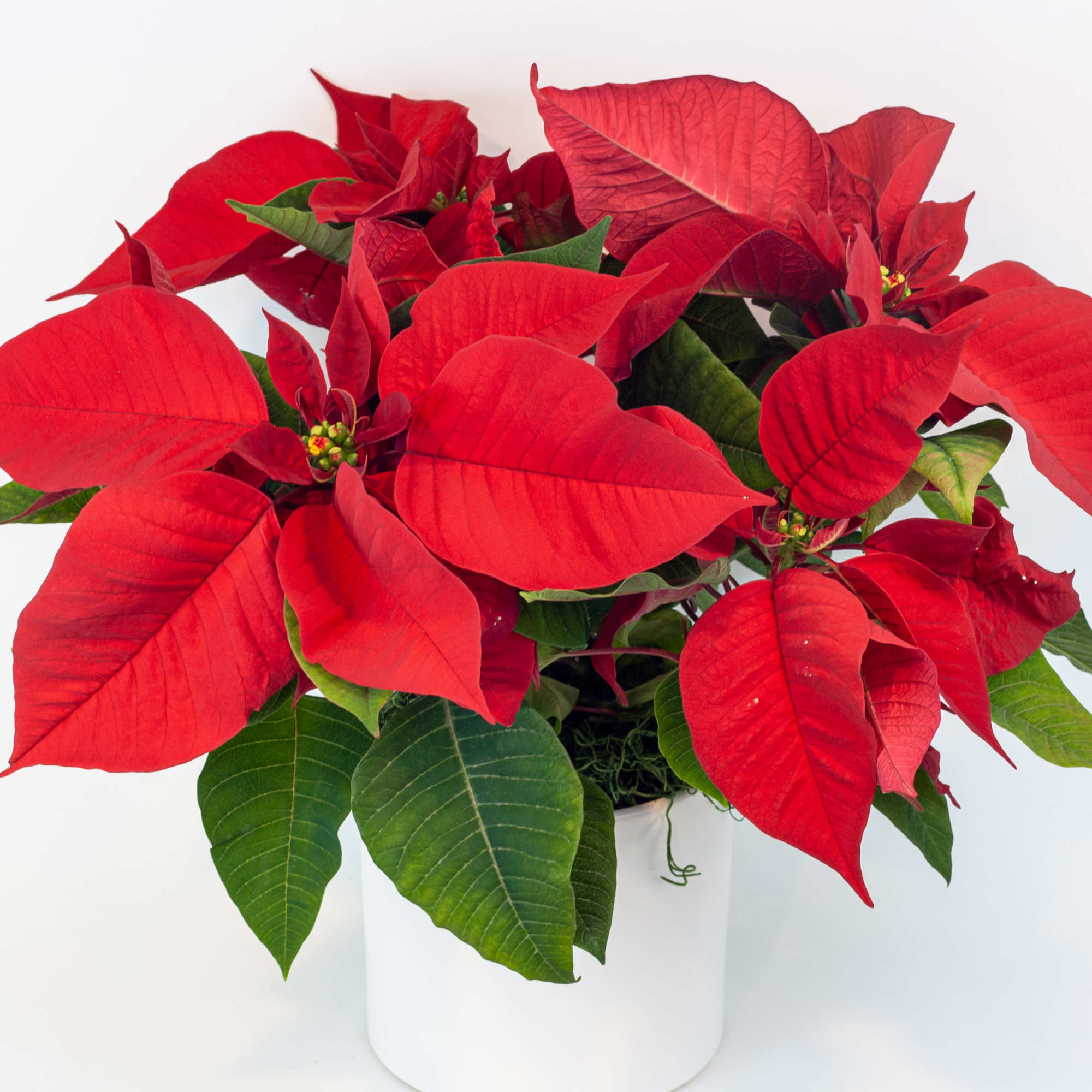 RED POINSETTIA PLANT IN WHITE CERAMIC POT
Pure Christmas. The most festive plant
