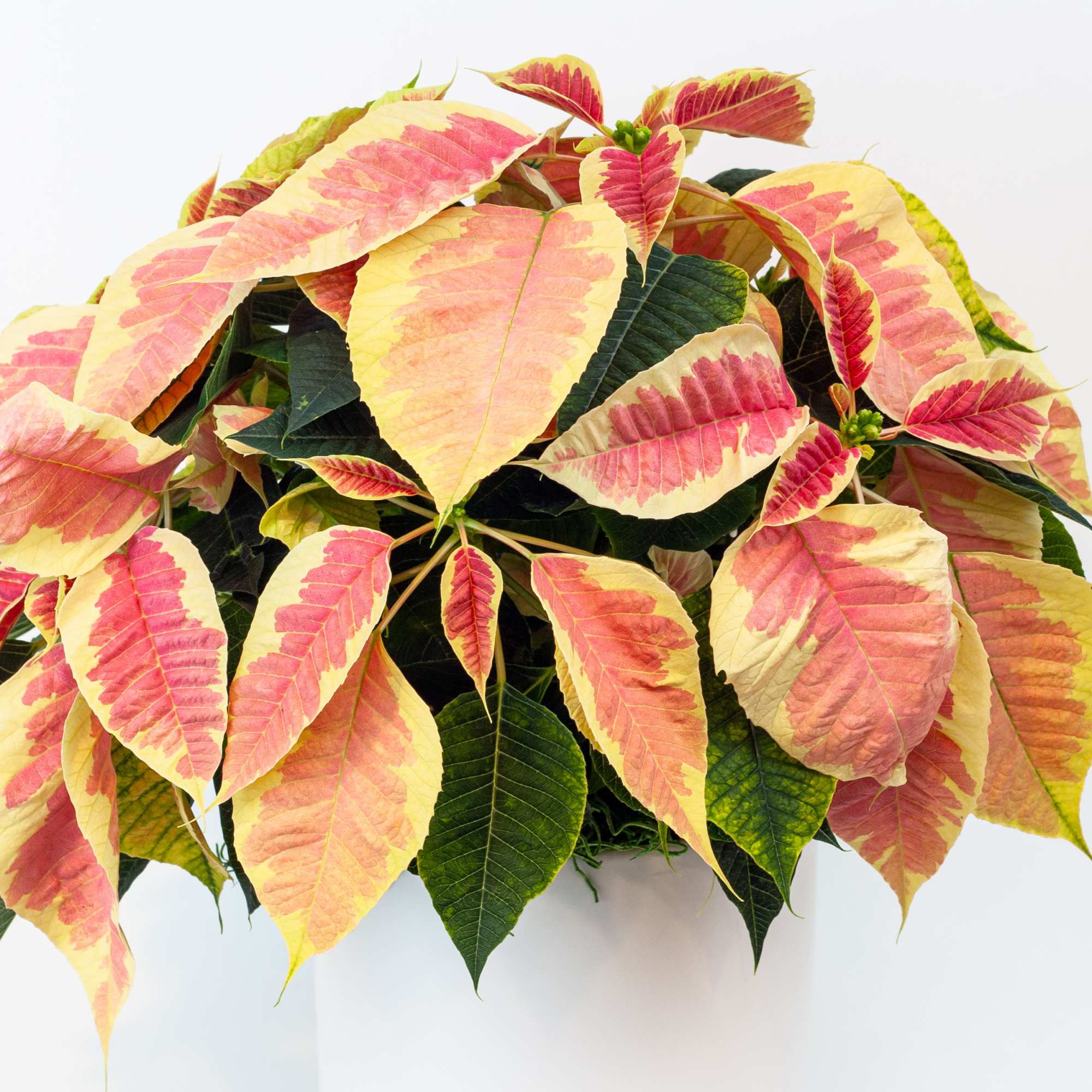PINK POINSETTIA PLANT IN WHITE CERAMIC POT
Pure Christmas. The most festive plant