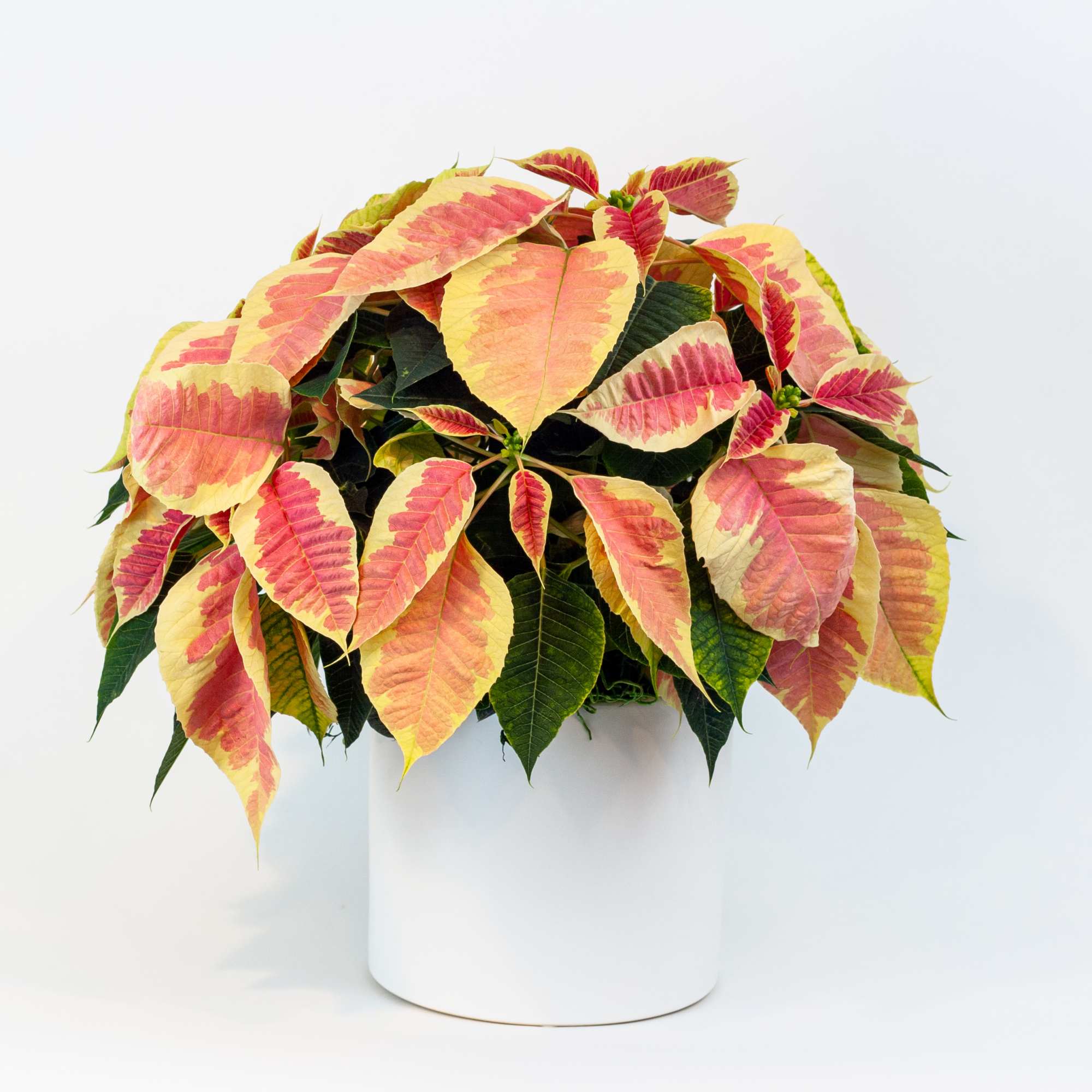 PINK POINSETTIA PLANT IN WHITE CERAMIC POT
Pure Christmas. The most festive plant
