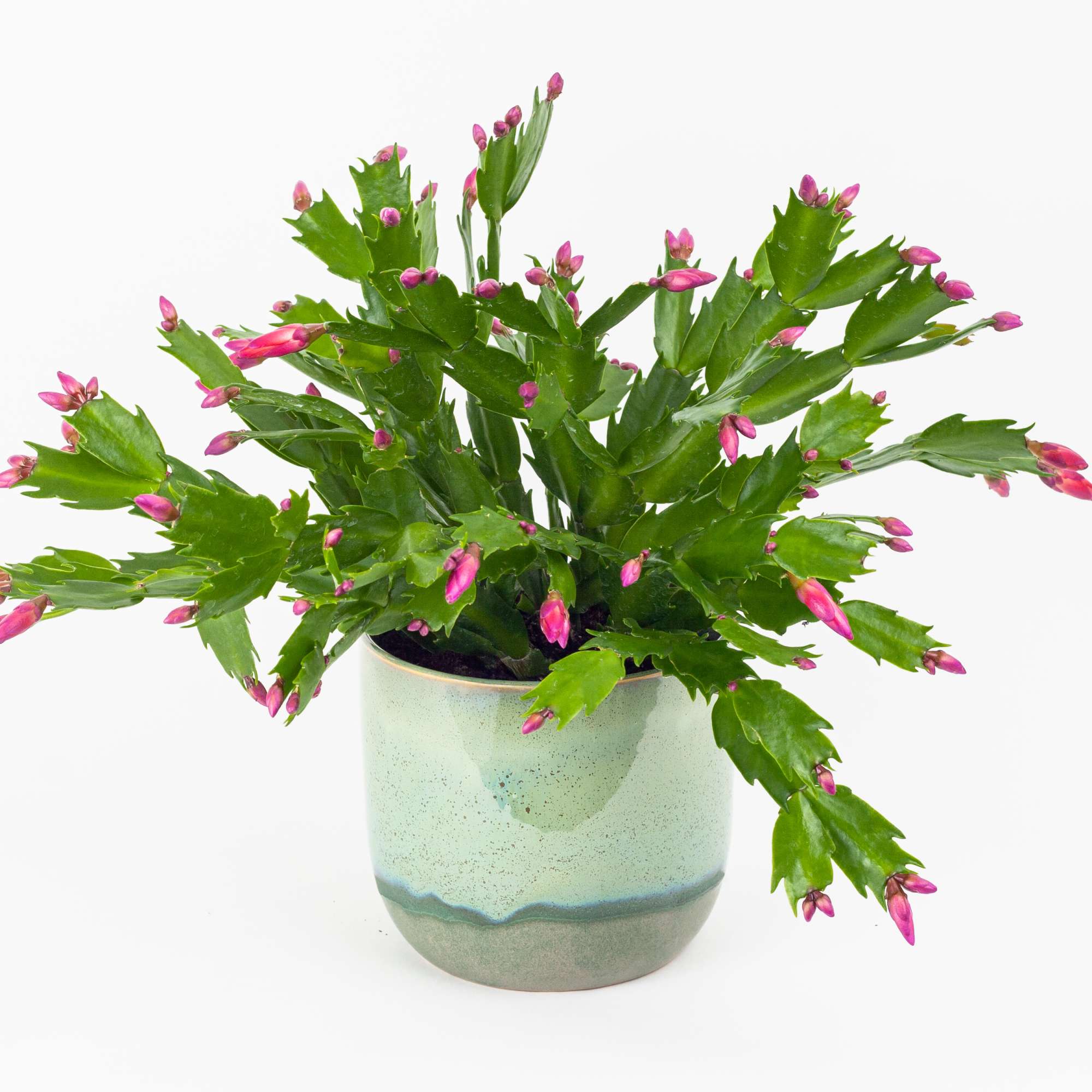 Christmas Cactus is native to the tropical forests of South America, where