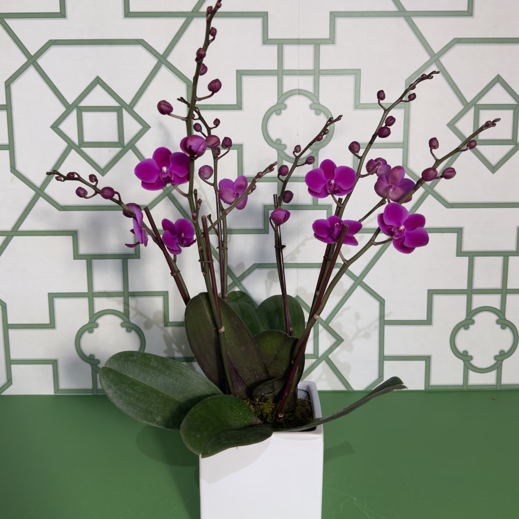 Beautiful mini phalaenopsis orchids in a beautiful ceramic pot.
*Color of orchid &amp;