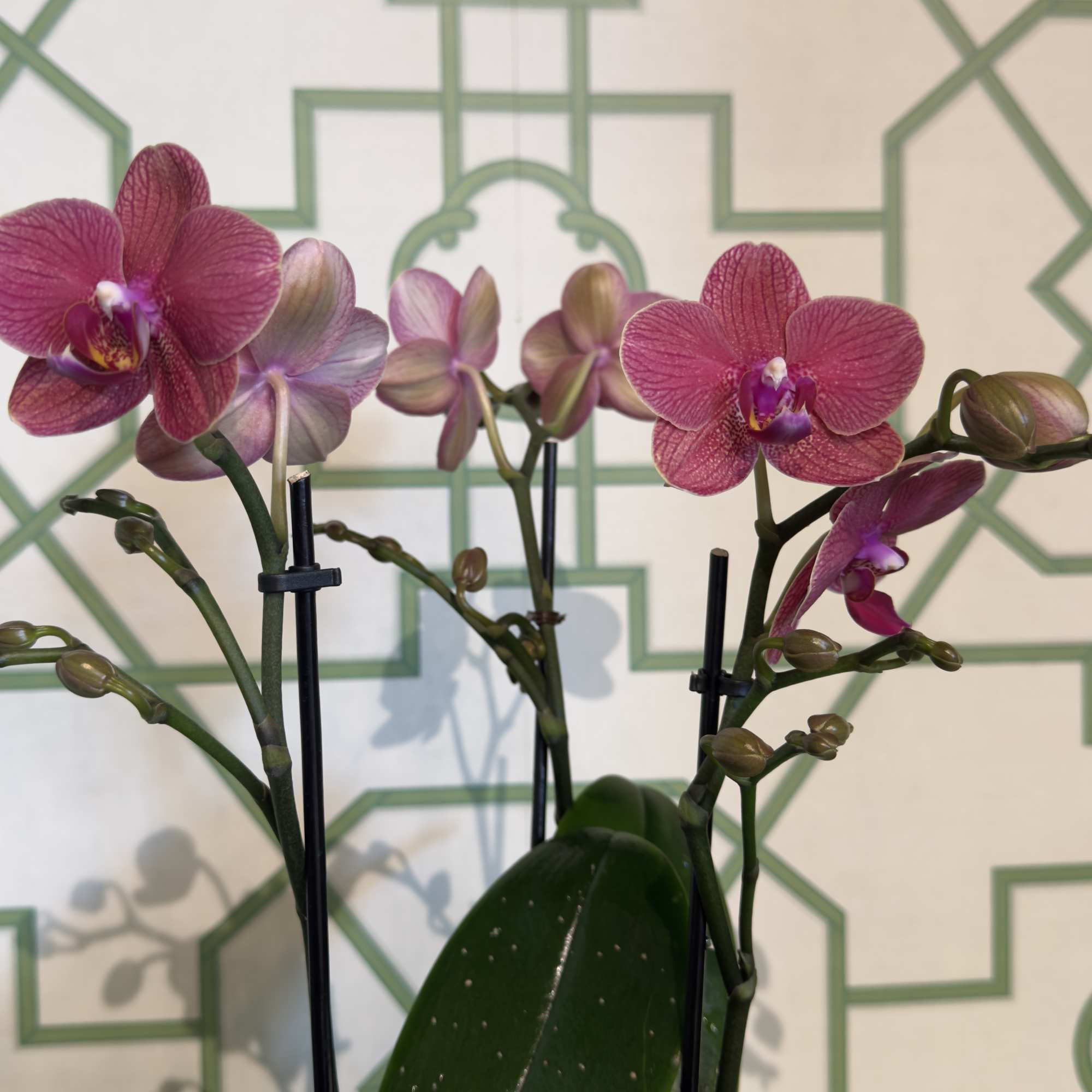 White ceramic pot filled with 3 beautiful magenta mini orchids.

*color &amp; pot