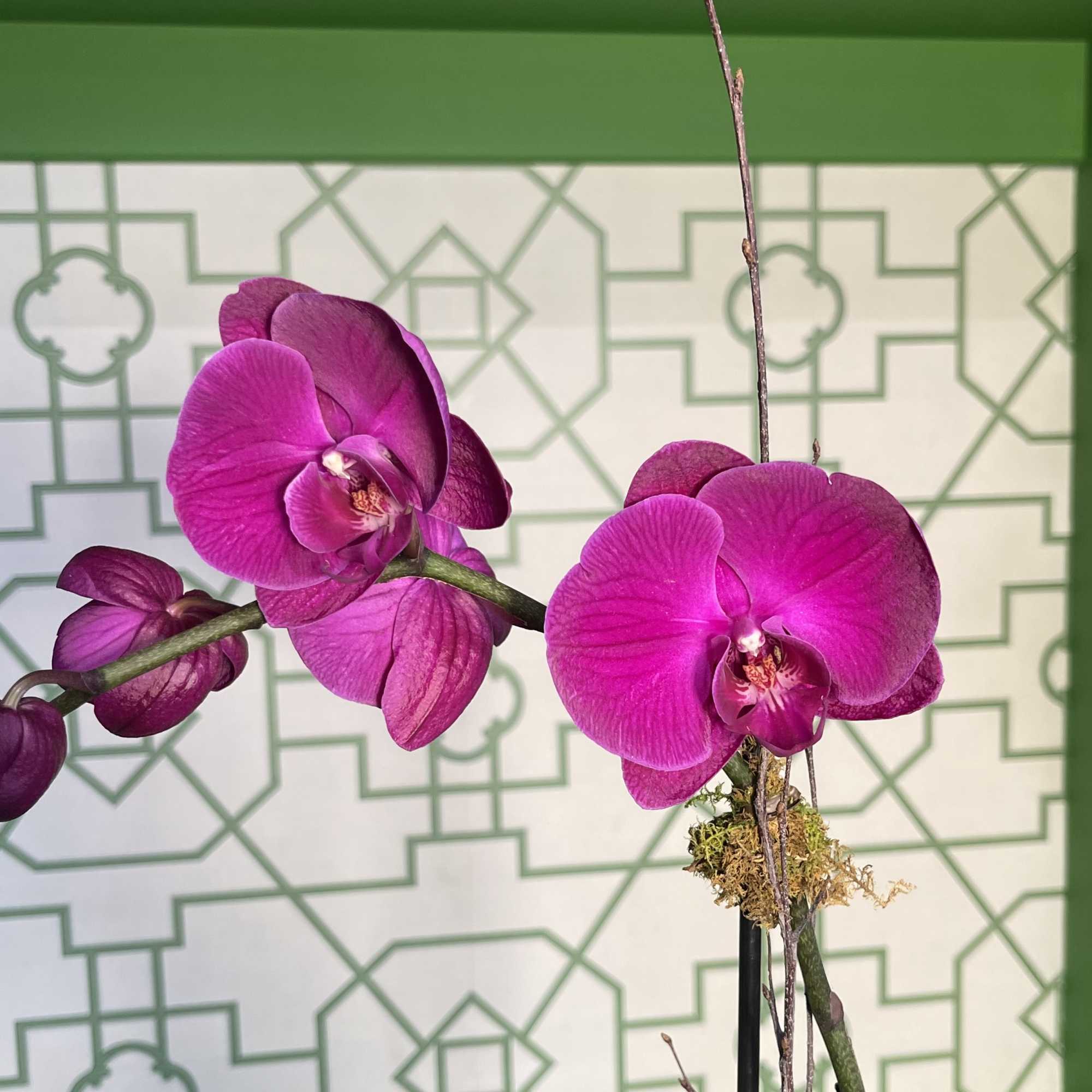 This elegant single purple Phalaenopsis orchid is beautifully presented in a sleek