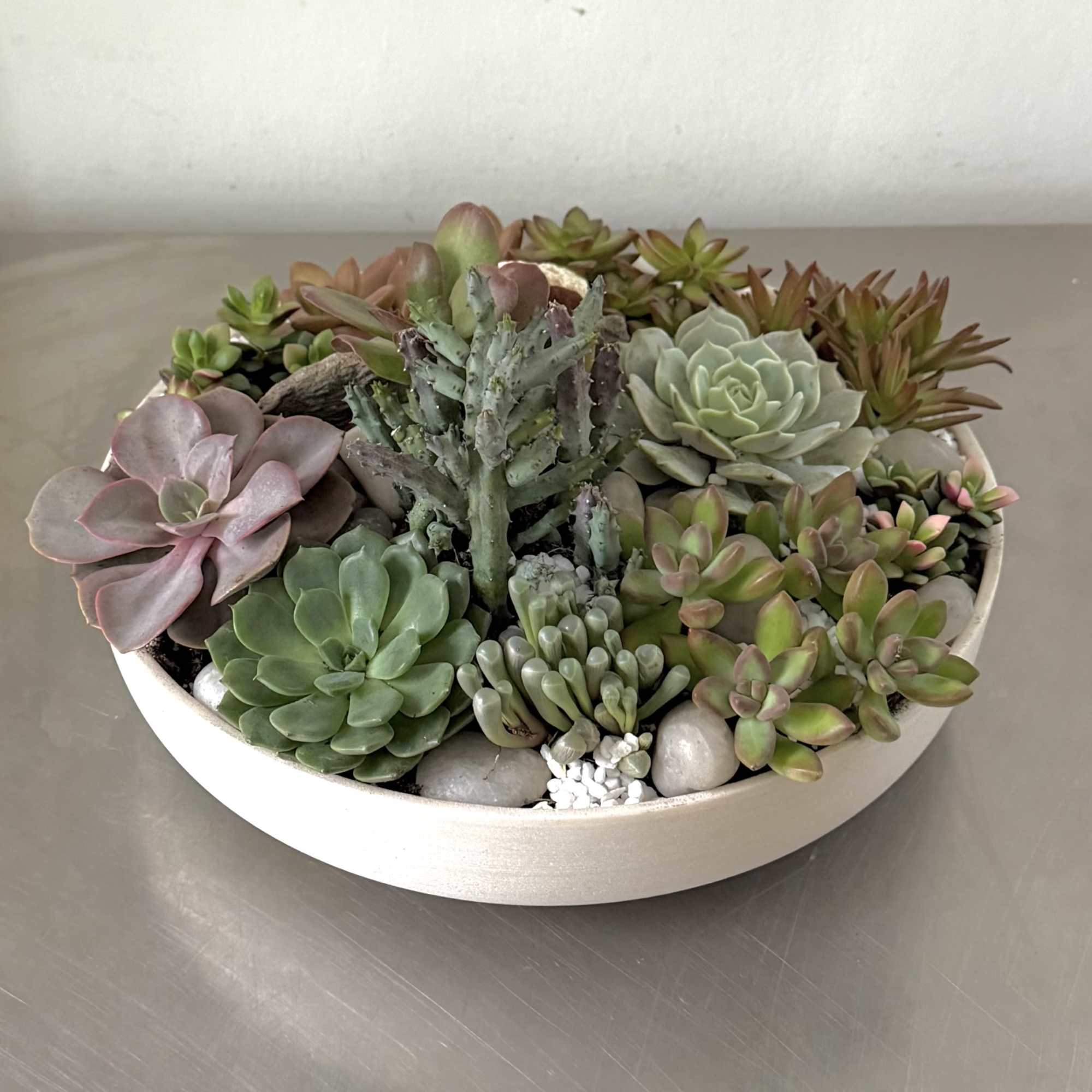 The large DC Urban Succulent Garden is a modern, low-maintenance centerpiece designed