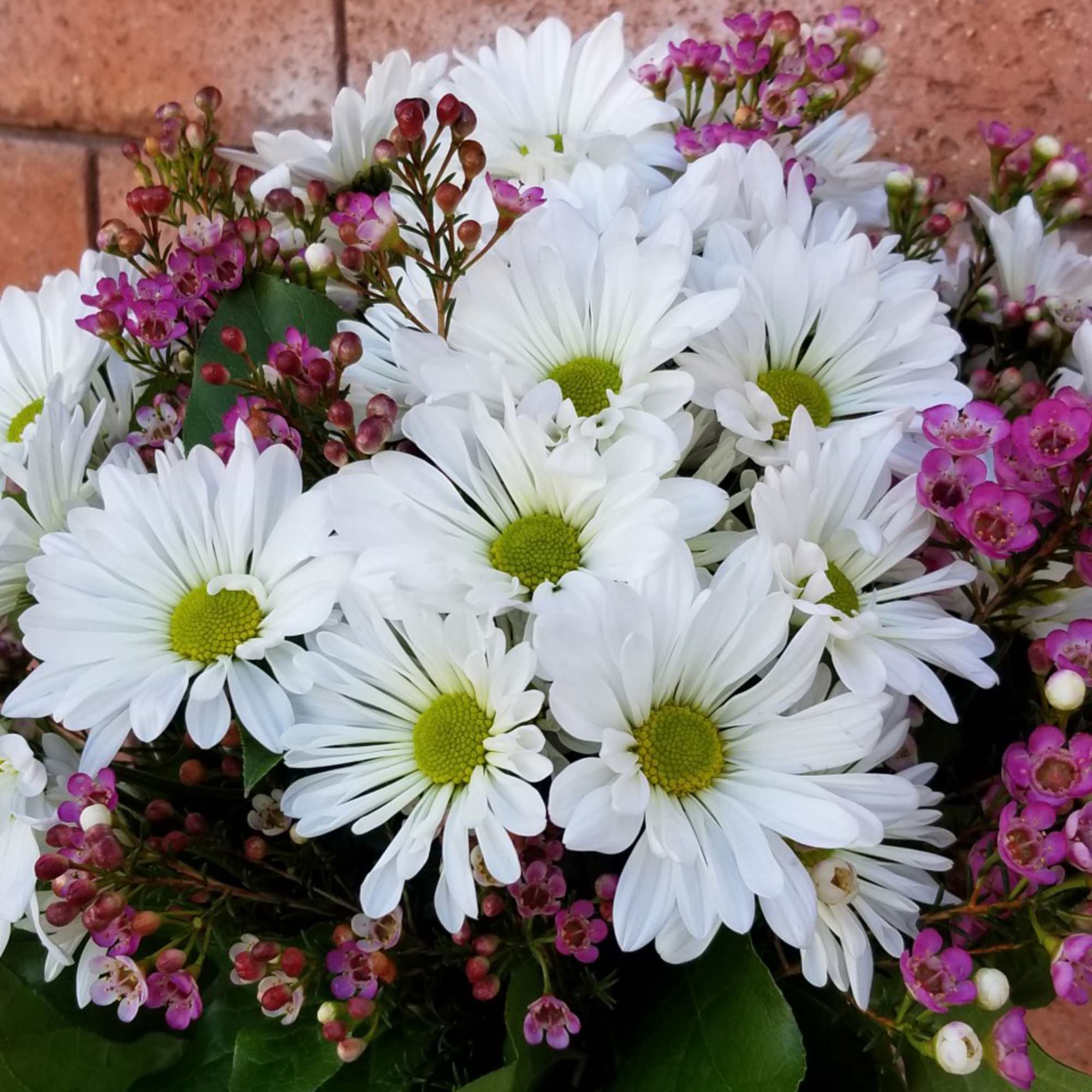 Send someone this generously full hand-arranged white daisy and pink wax flower