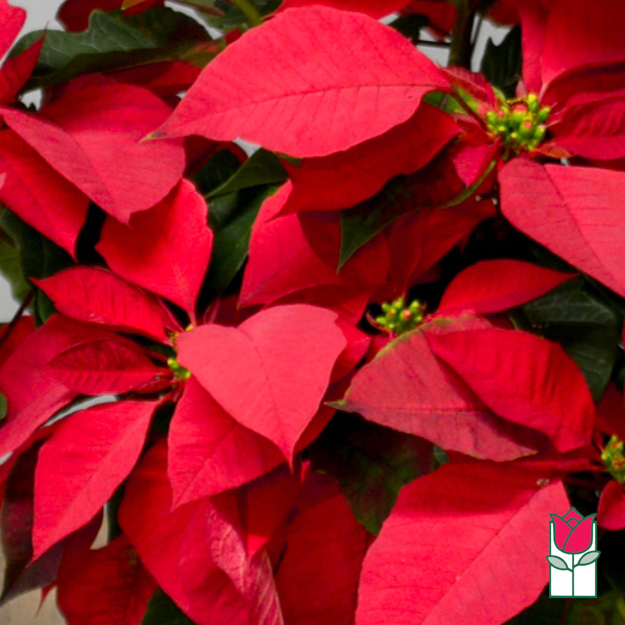 Festive seasonal plants from Beretania Florist
Celebrate the season in grand style with