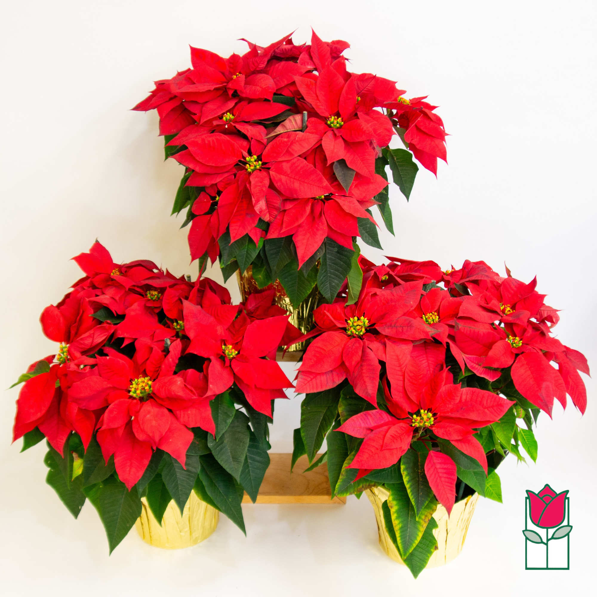 Festive seasonal plants from Beretania Florist
Celebrate the season in grand style with