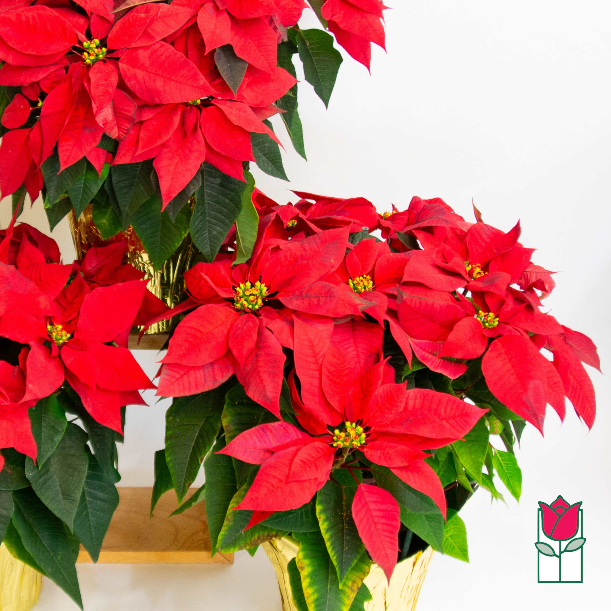Festive seasonal plants from Beretania Florist
Celebrate the season in grand style with