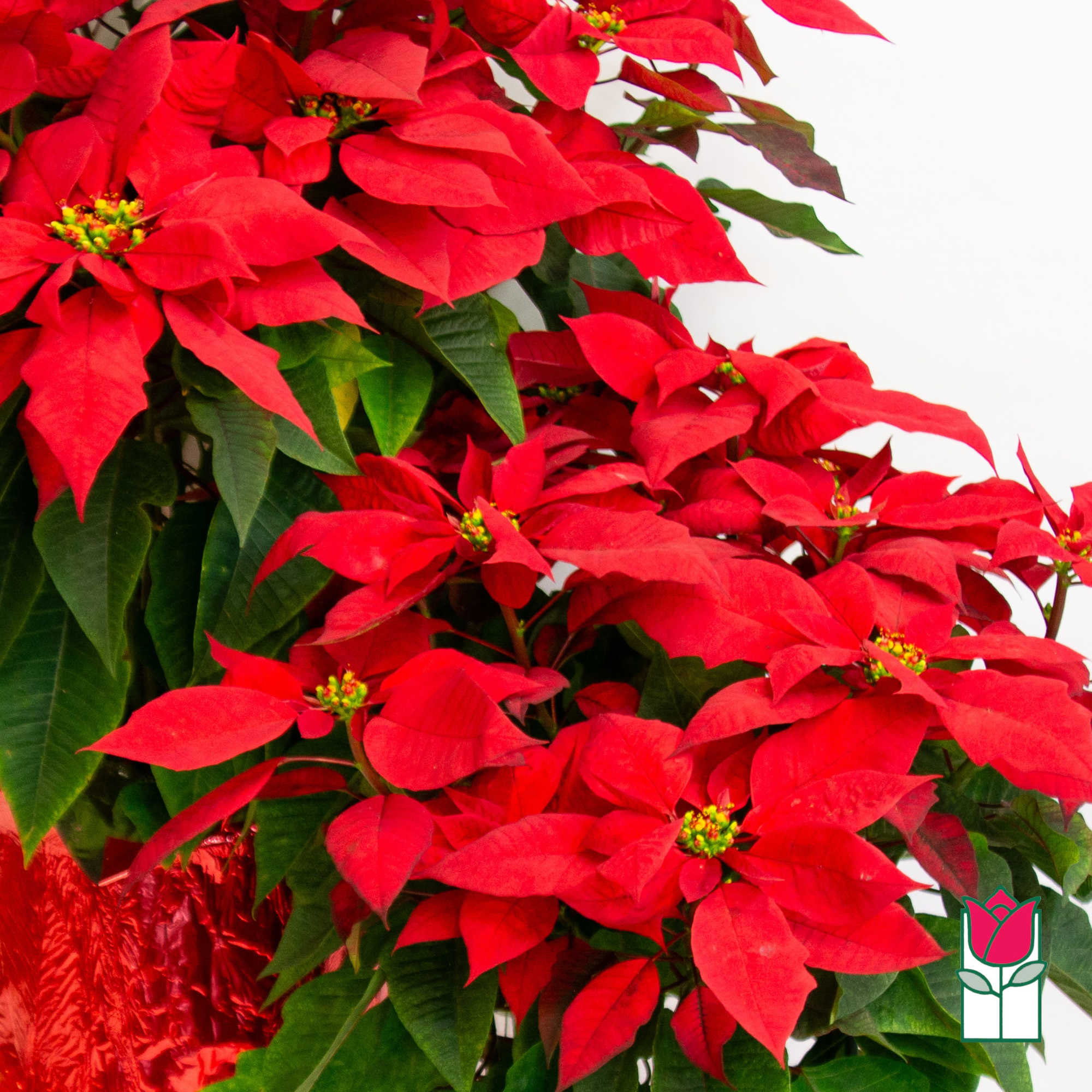  Introducing the Beretania Florist Extra Large Poinsettia Plant: A Festive Flourish