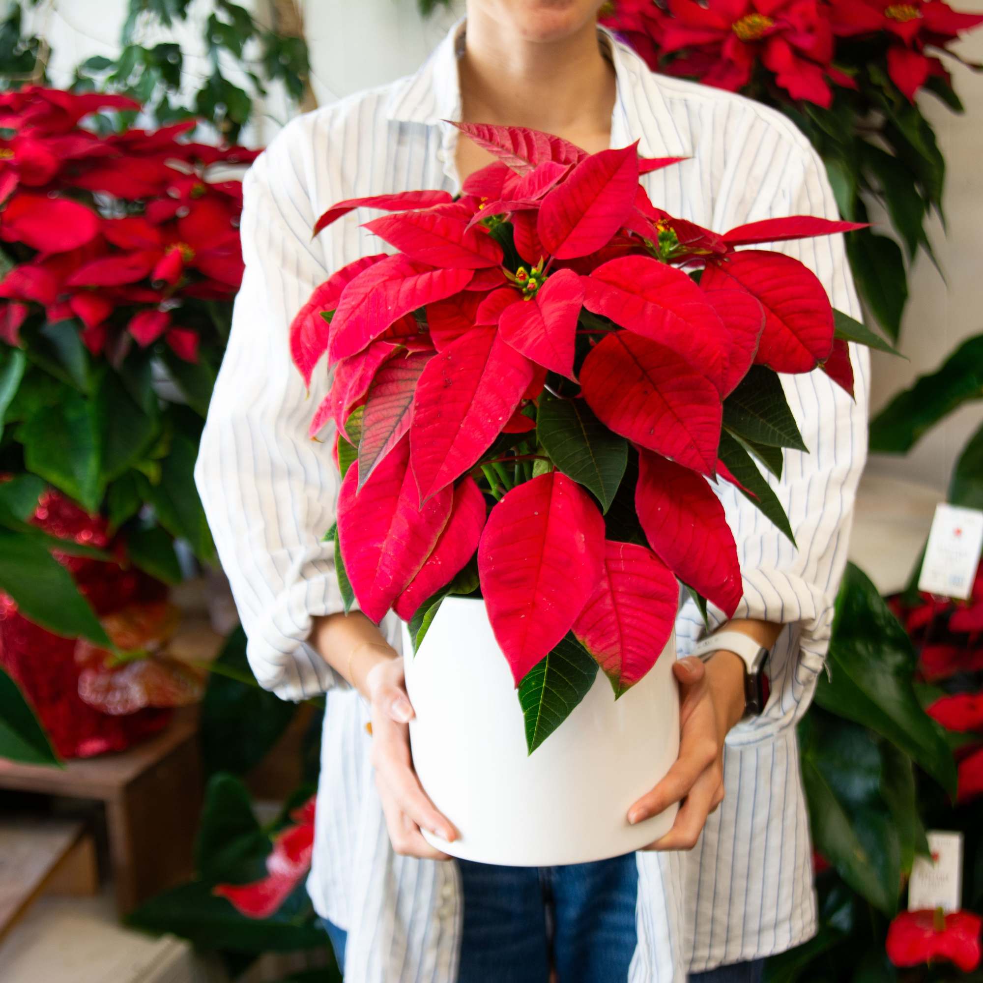 Festive seasonal plants from Beretania Florist

Lush and Vibrant: Each plant is meticulously