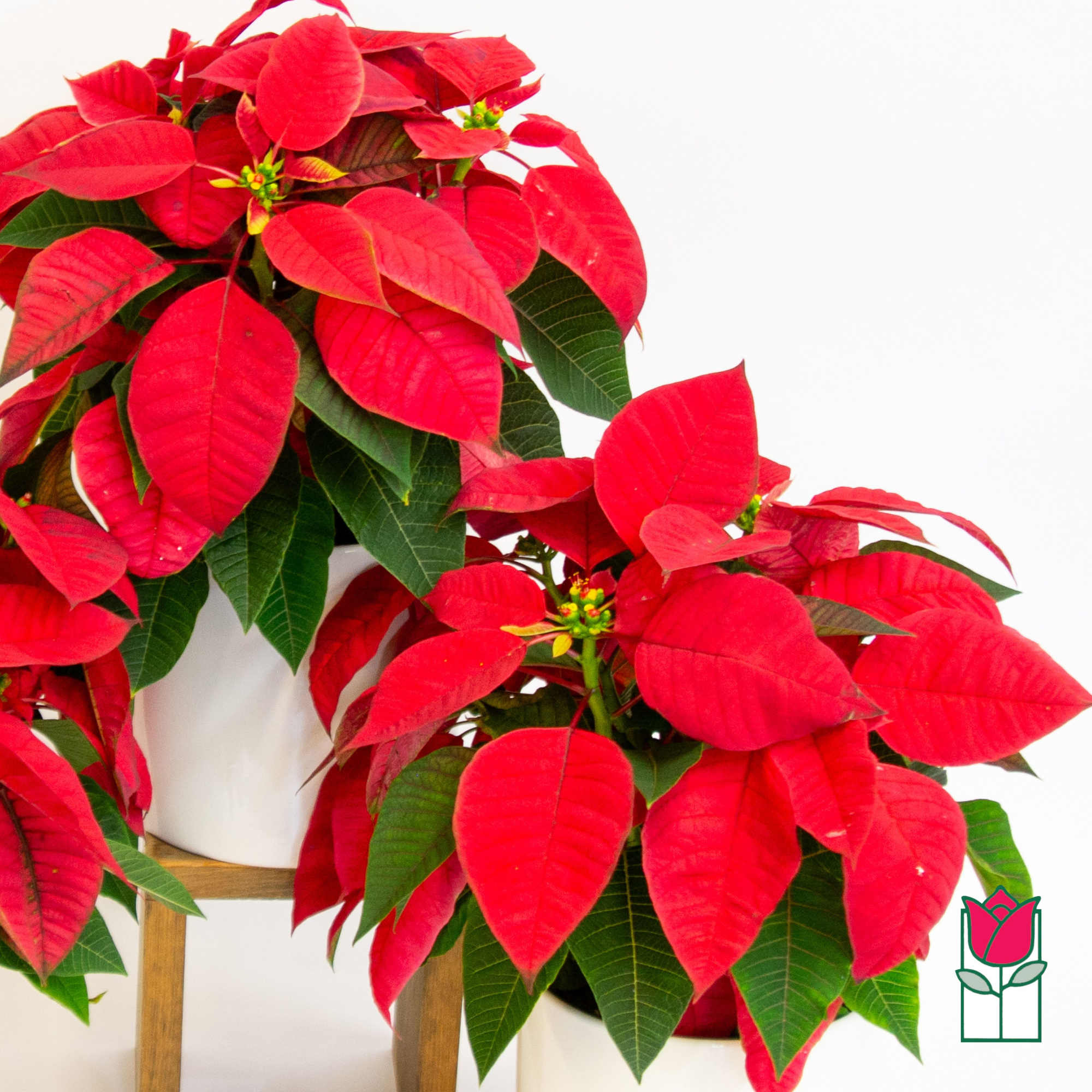 Festive seasonal plants from Beretania Florist

Lush and Vibrant: Each plant is meticulously