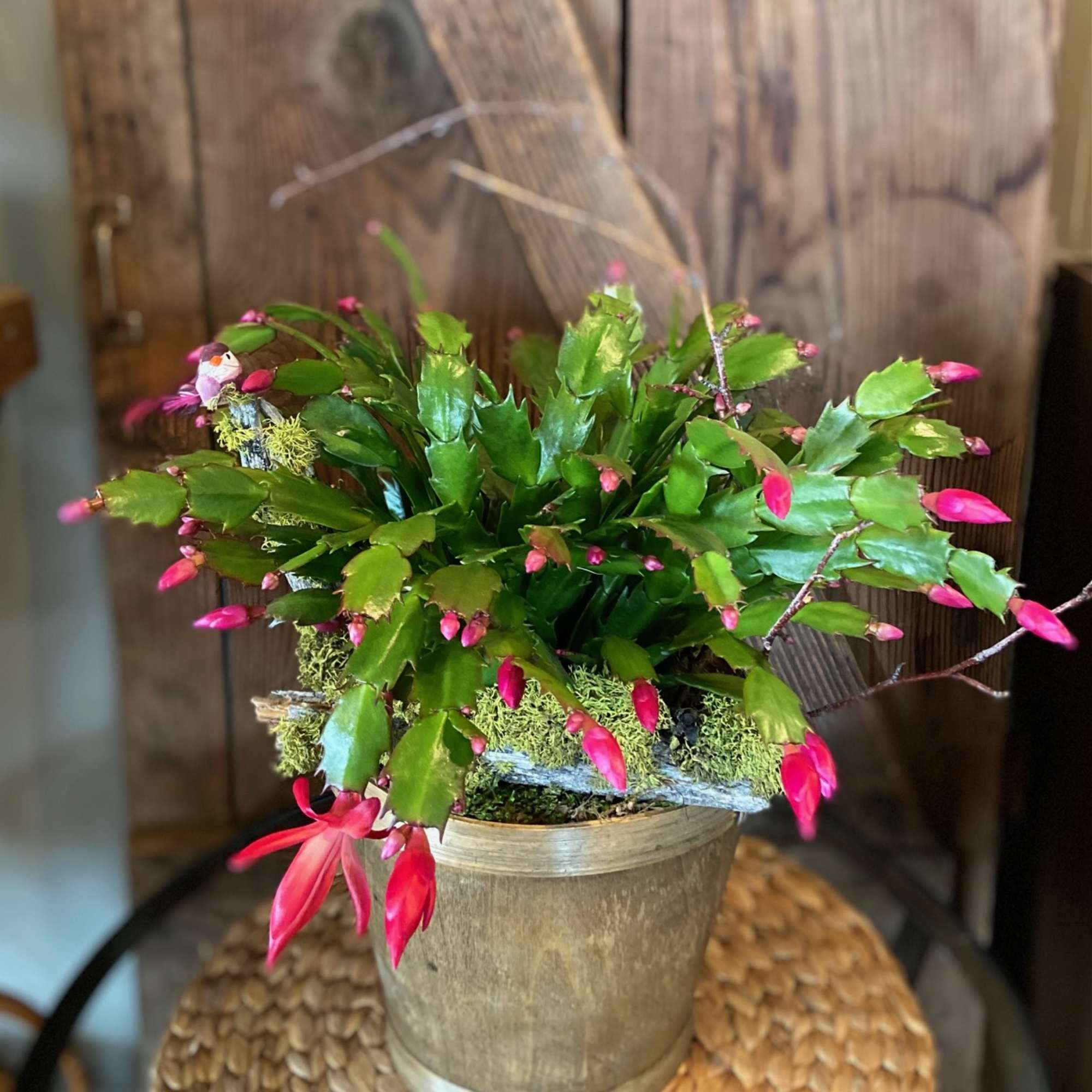 Glorious Thanksgiving Cactus all Dressed up for the Perfect Gift.  Mossy