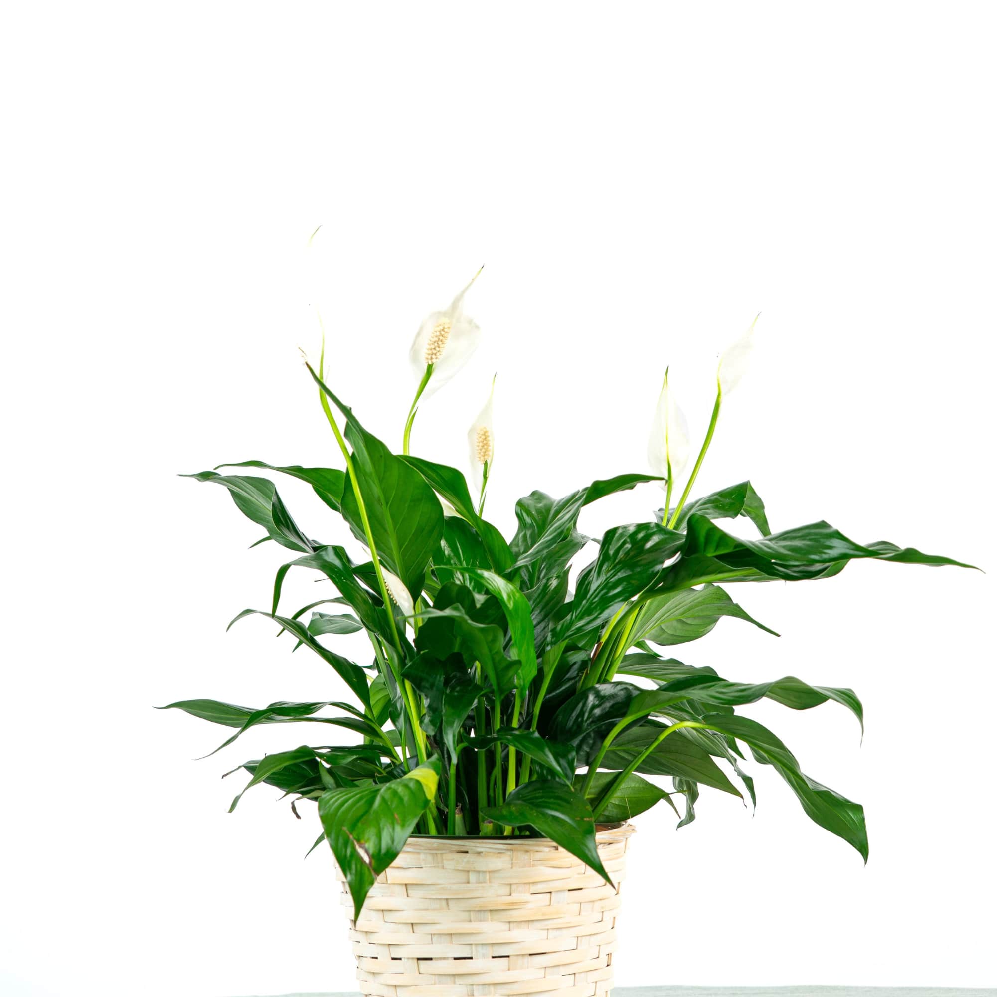 Looking for a Spathiphyllum (Peace Lily)? This dark leafy plant with delicate