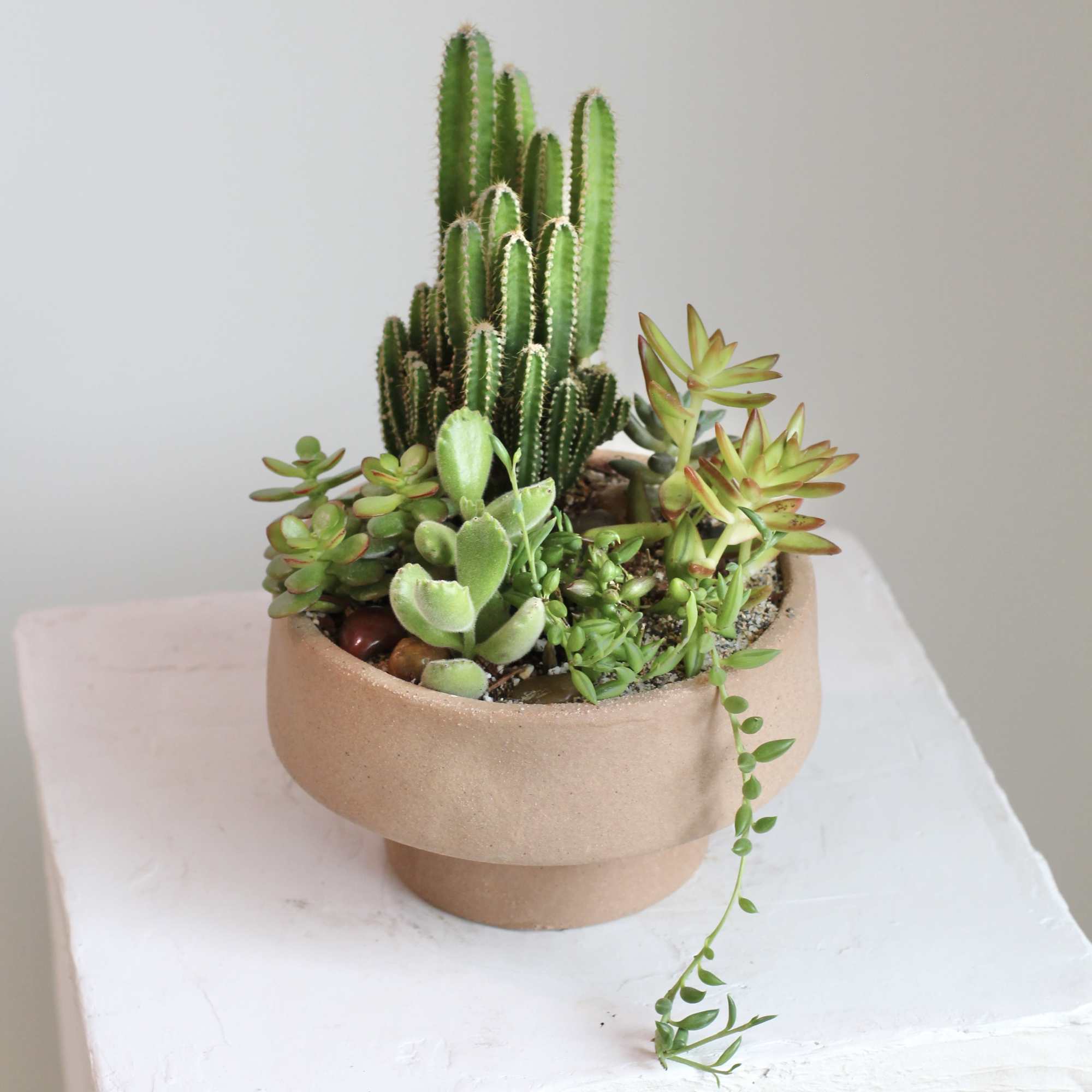 Bring warm desert inspired charm into your space with this Adobe Succulent