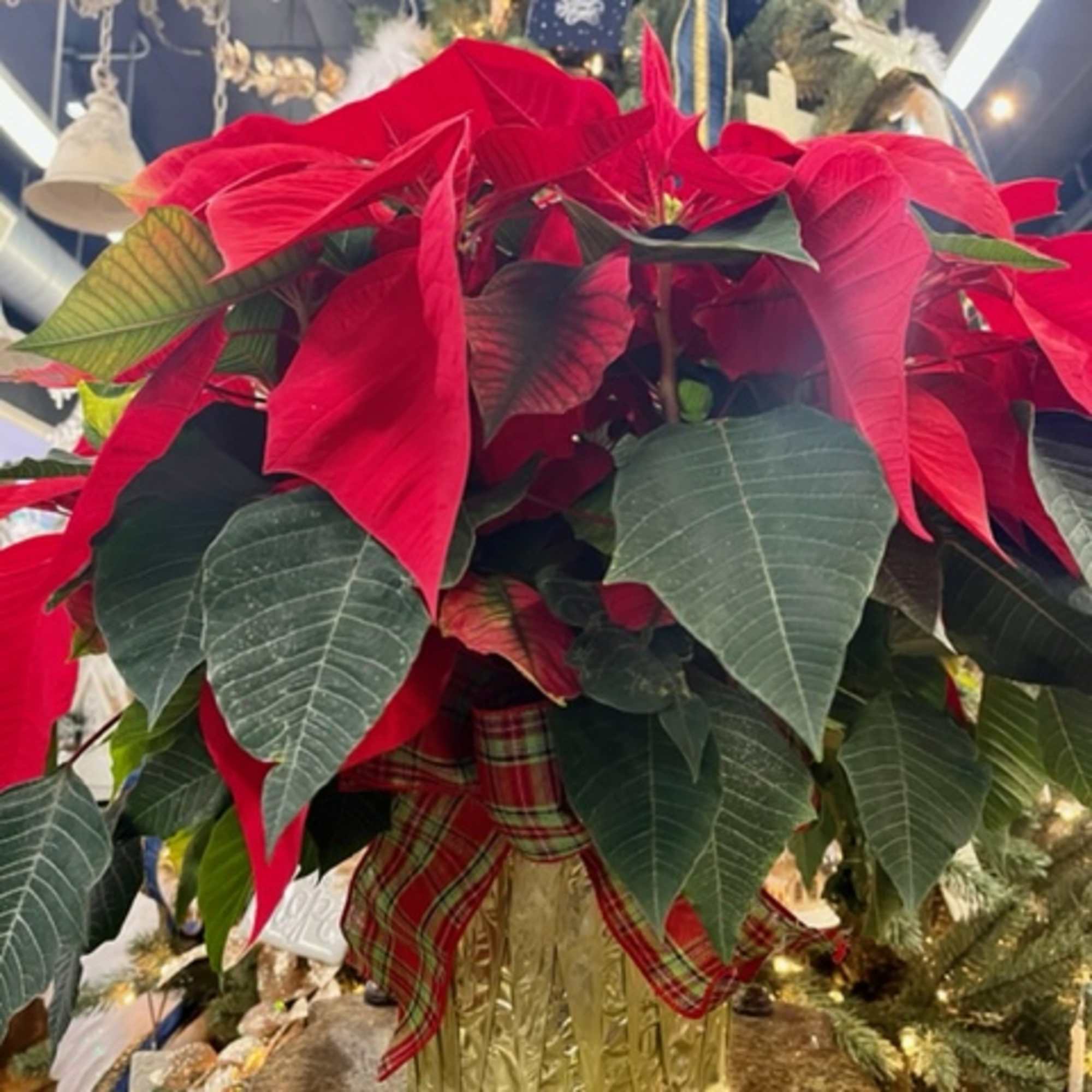 Nothing says Christmas like a big red poinsettia! A popular Christmas decoration