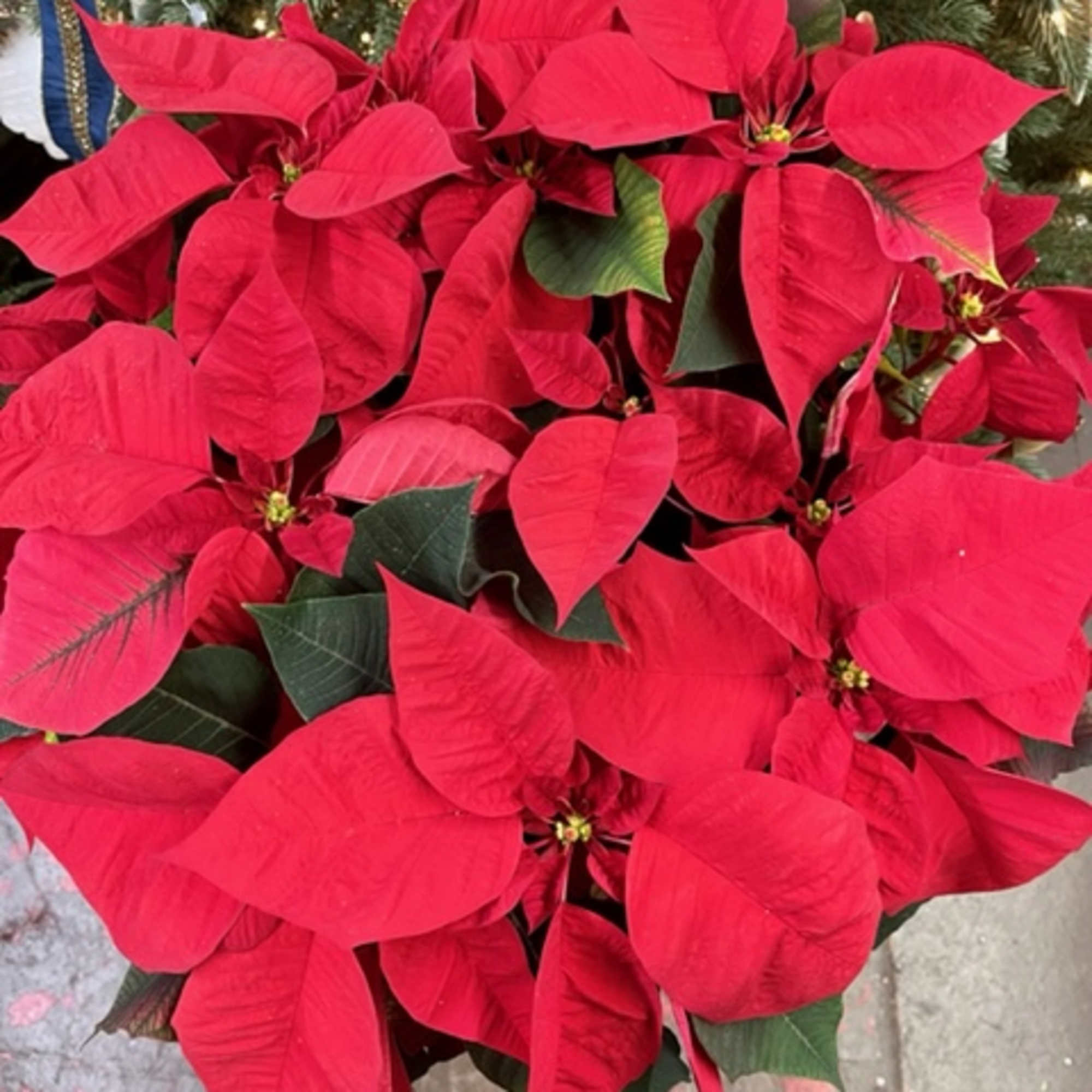 Nothing says Christmas like a big red poinsettia! A popular Christmas decoration