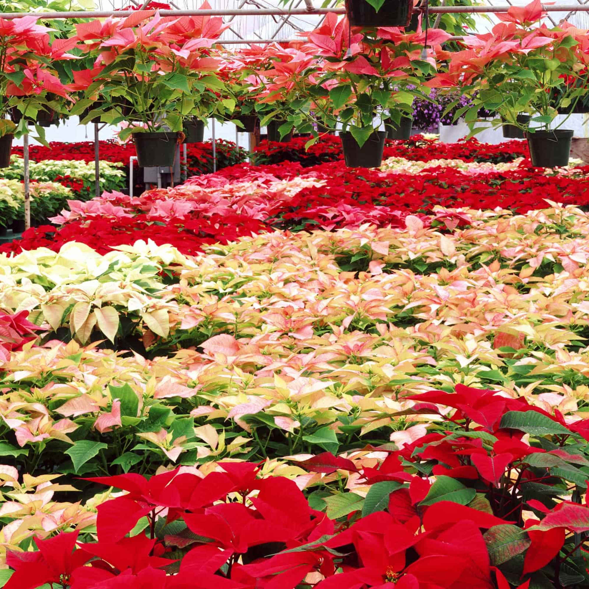 A beautiful fresh potted poinsettia. Available in white and red.

Standard - 6