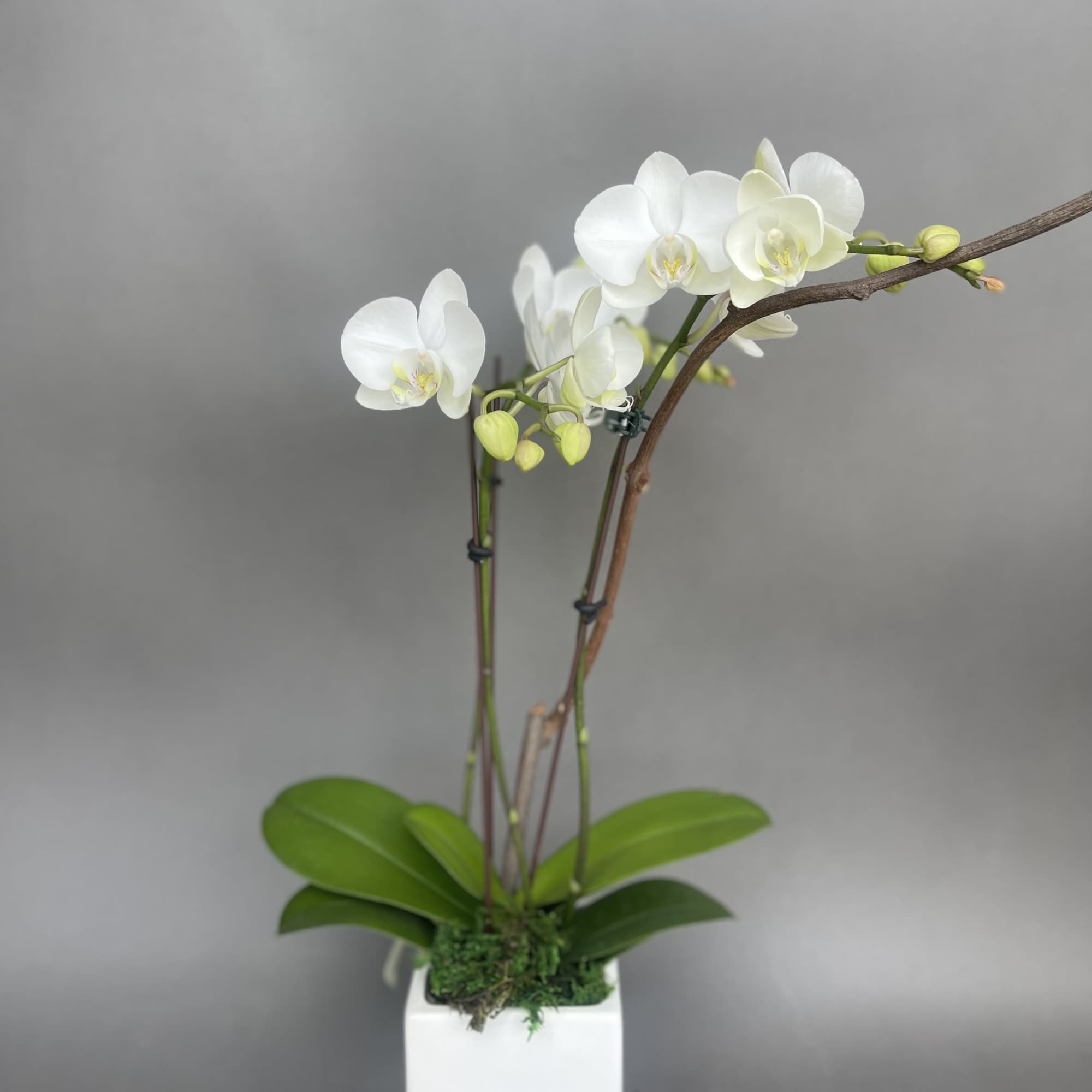 Small orchid. We will always try and design with a white orchid
