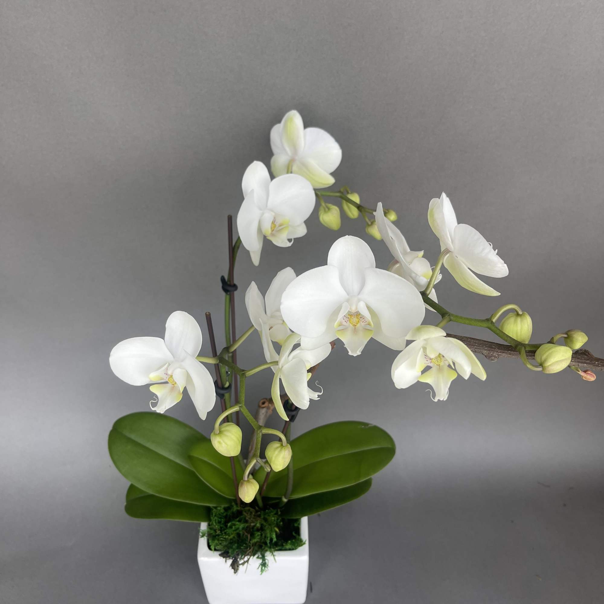 Small orchid. We will always try and design with a white orchid