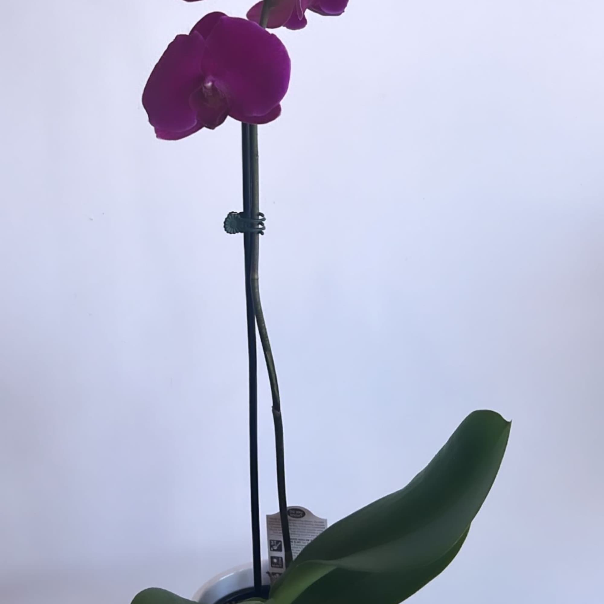 A beautiful and classic single stem white orchid. Perfect for all occasions